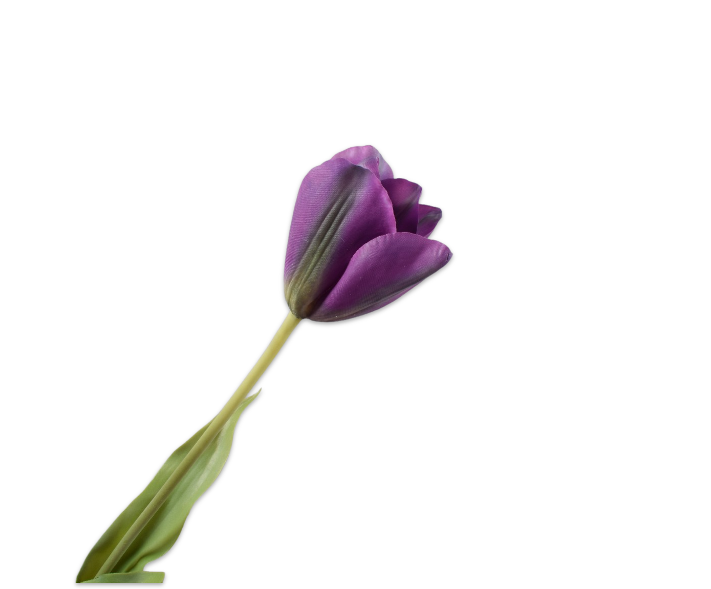 TULP STEEL PAARS RT 72 cm