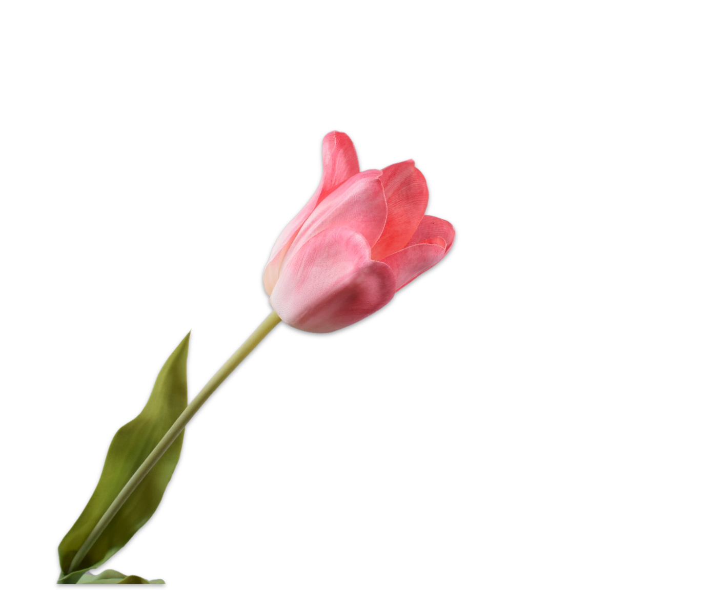 TULIP STEM WHT/PNK  71 CM