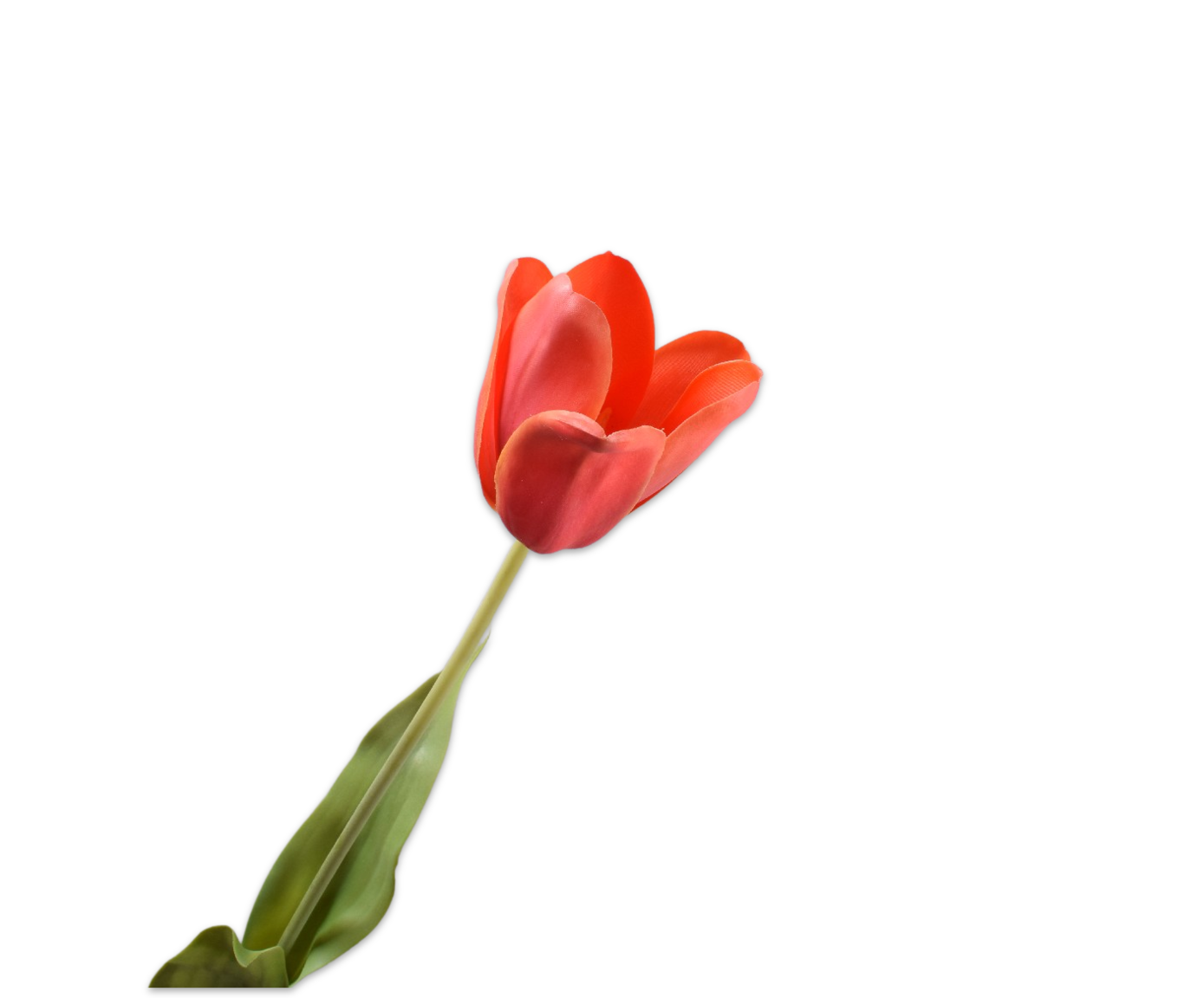 TULPE STIEL ORA HE RT  71 CM