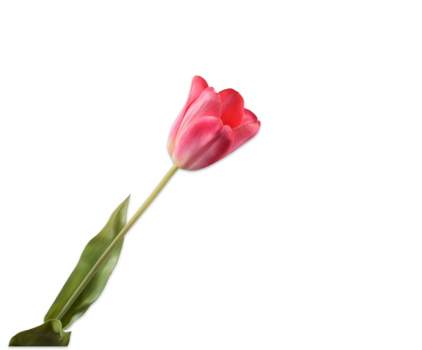 TULIP STEM BEAUTY RT  71 CM