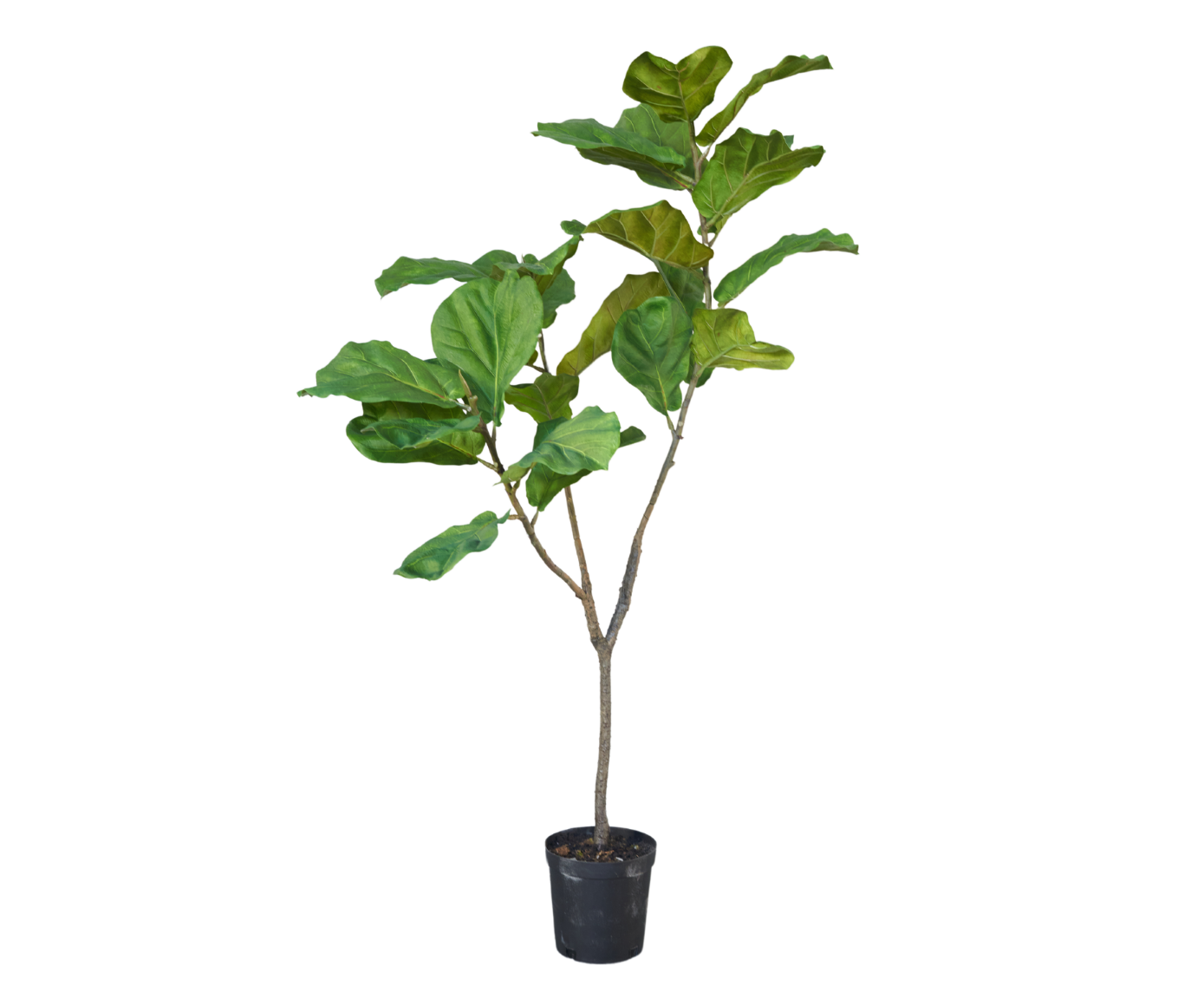 FICUS GREEN 151 CM