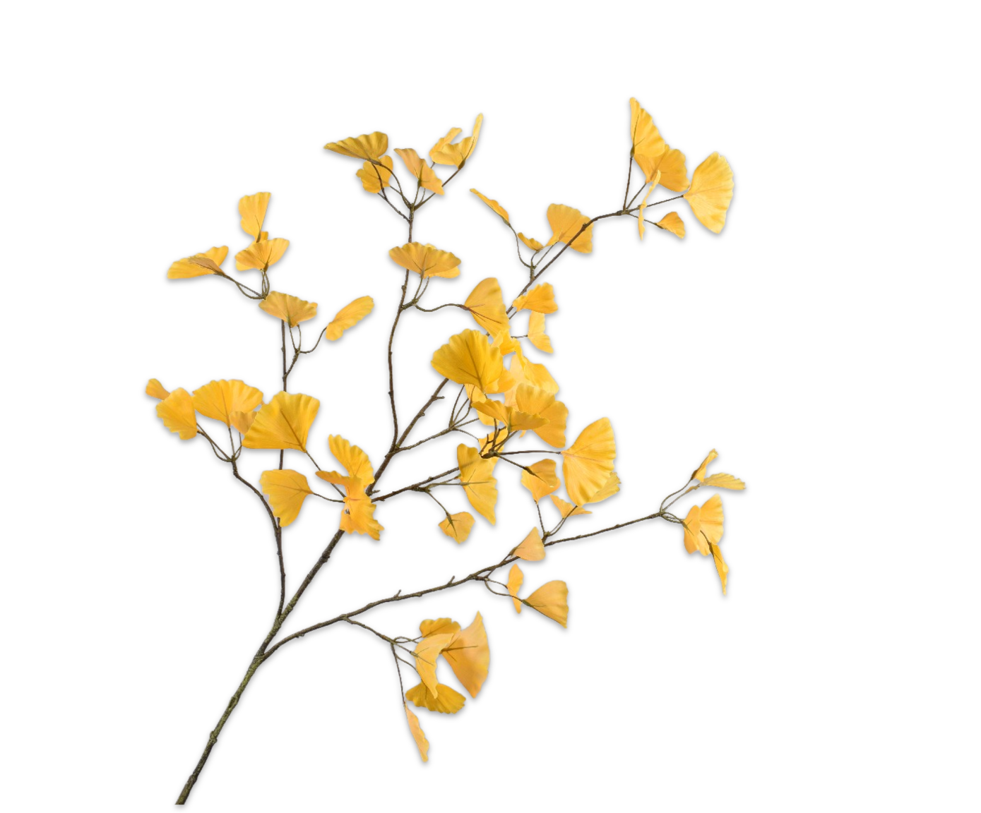 GINKGO RAMA AMARILLO  120 CM