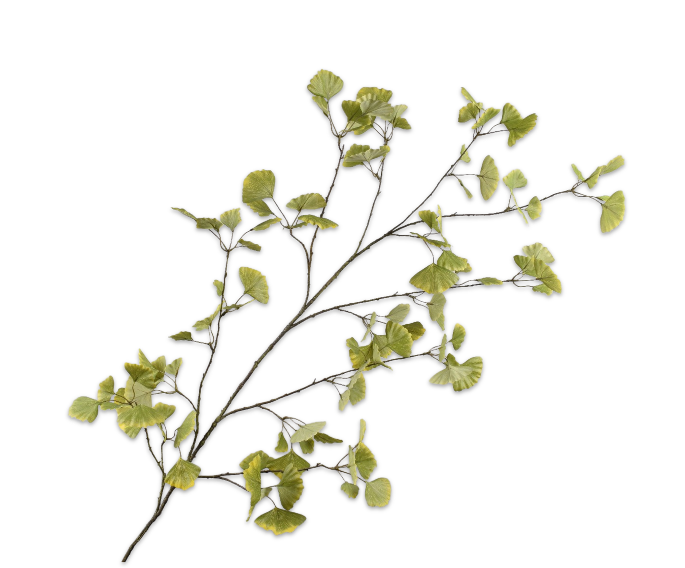 GINKGO RAMA VER CLA  168 CM