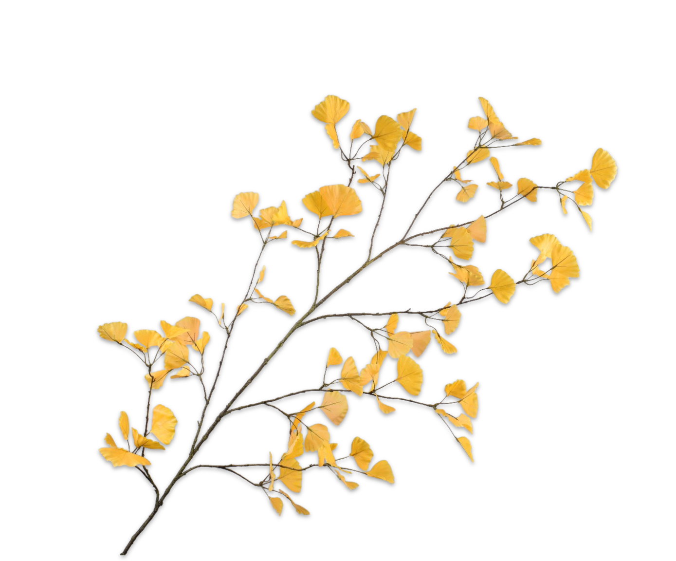 GINKGO RAMA AMARILLO  168 CM