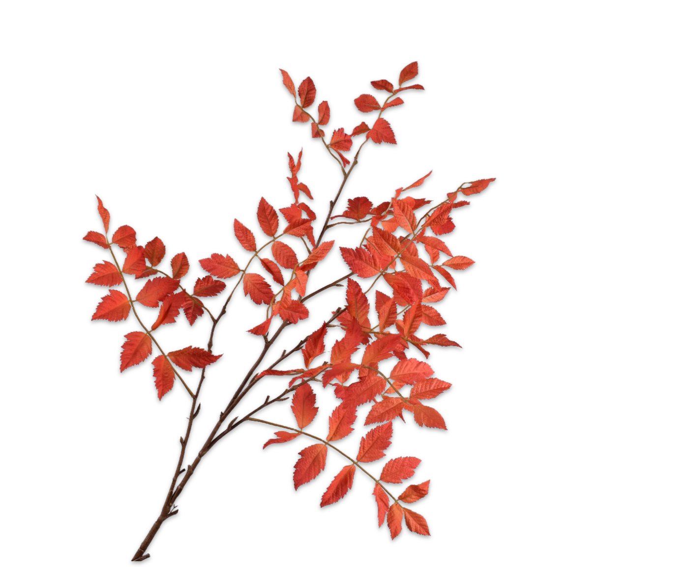 MAHONIE TAK ORA/RD 126 cm