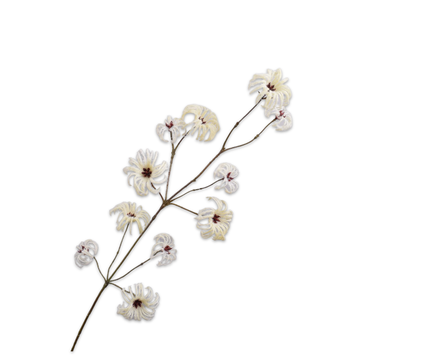 KLEMATIS ZWEIG CREME  107 CM