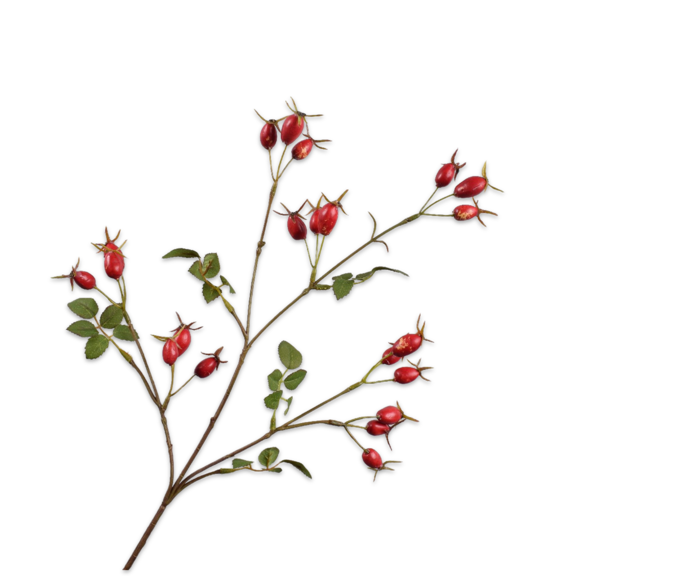 ROSA&#x20;CANINA&#x20;RAMO&#x20;ROSSO&#x20;&#x20;67&#x20;CM