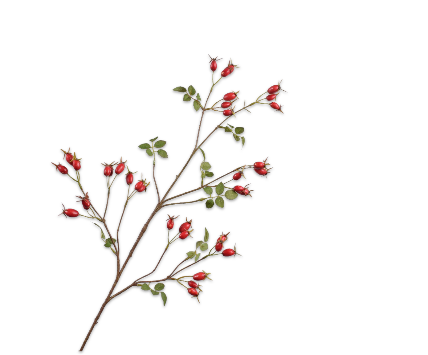 ROSA&#x20;CANINA&#x20;RAMO&#x20;ROSSO&#x20;&#x20;95&#x20;CM