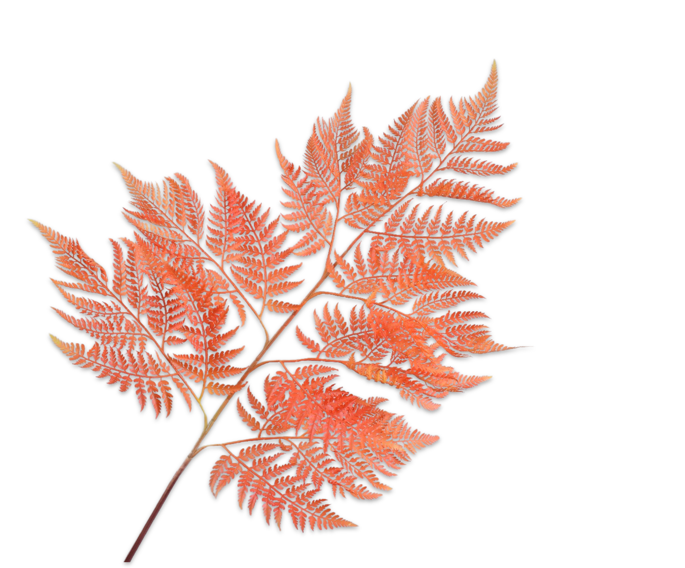 VAREN TAK ORANJE 137 cm