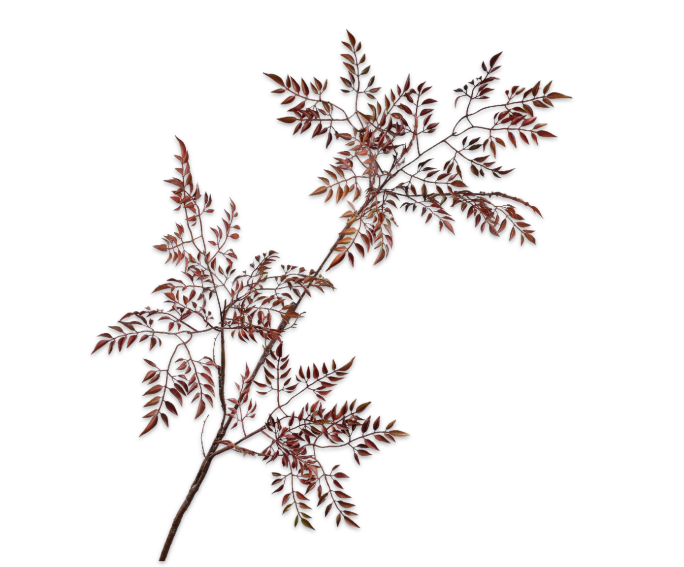 MAHONIE TAK BORDEAUX 140 cm