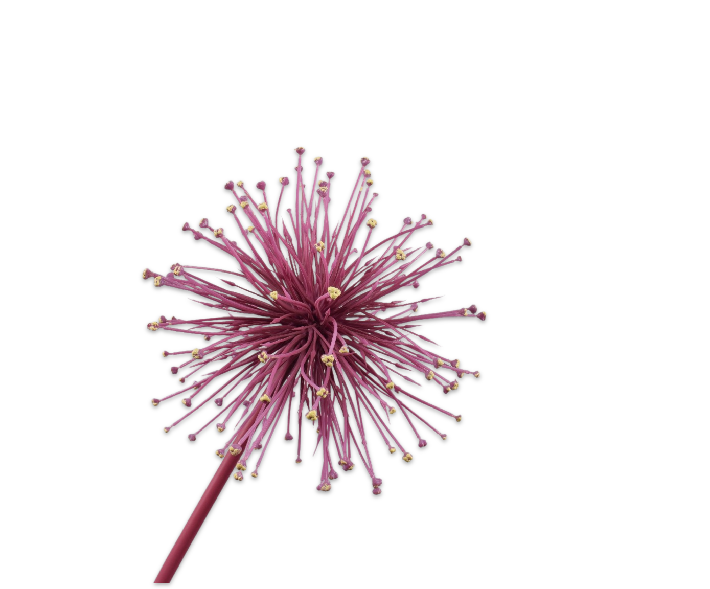 ALLIUM PÉDONCULE BEAUTÉ  104 CM