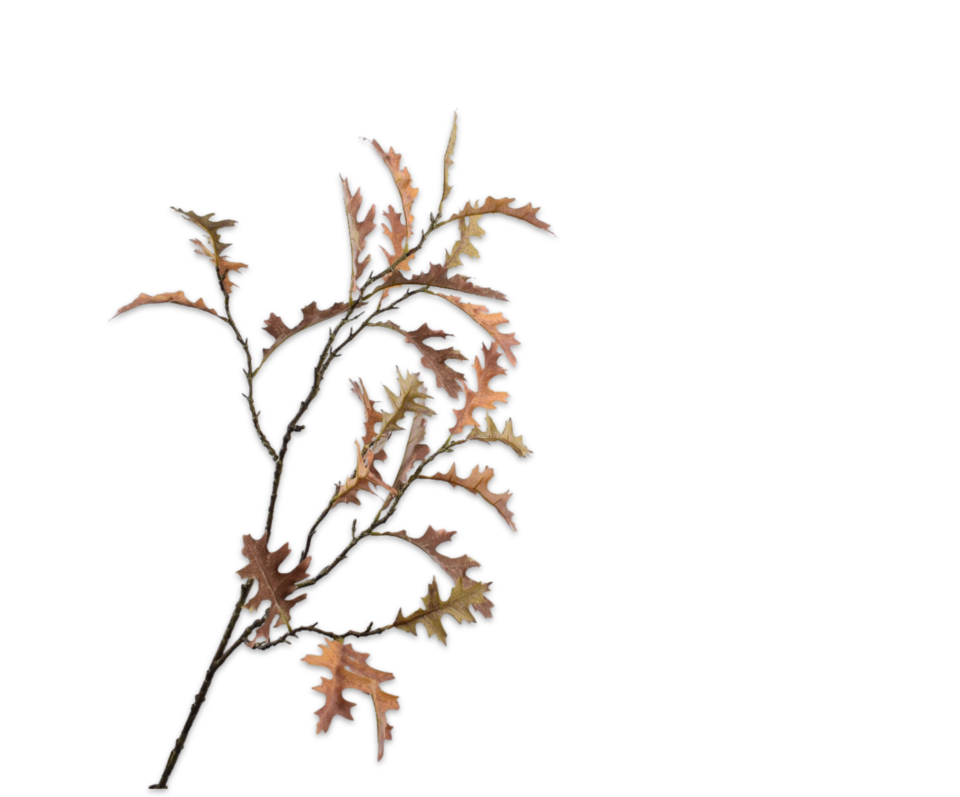 EICHENBLATT&#x20;ZWEIG&#x20;BRAUN&#x20;&#x20;110&#x20;CM