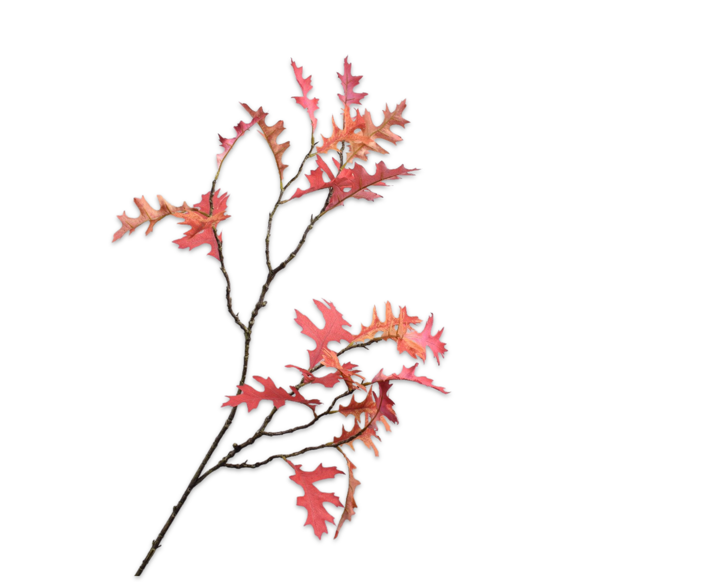 EICHENBLATT&#x20;ZWEIG&#x20;ROT&#x20;&#x20;110&#x20;CM