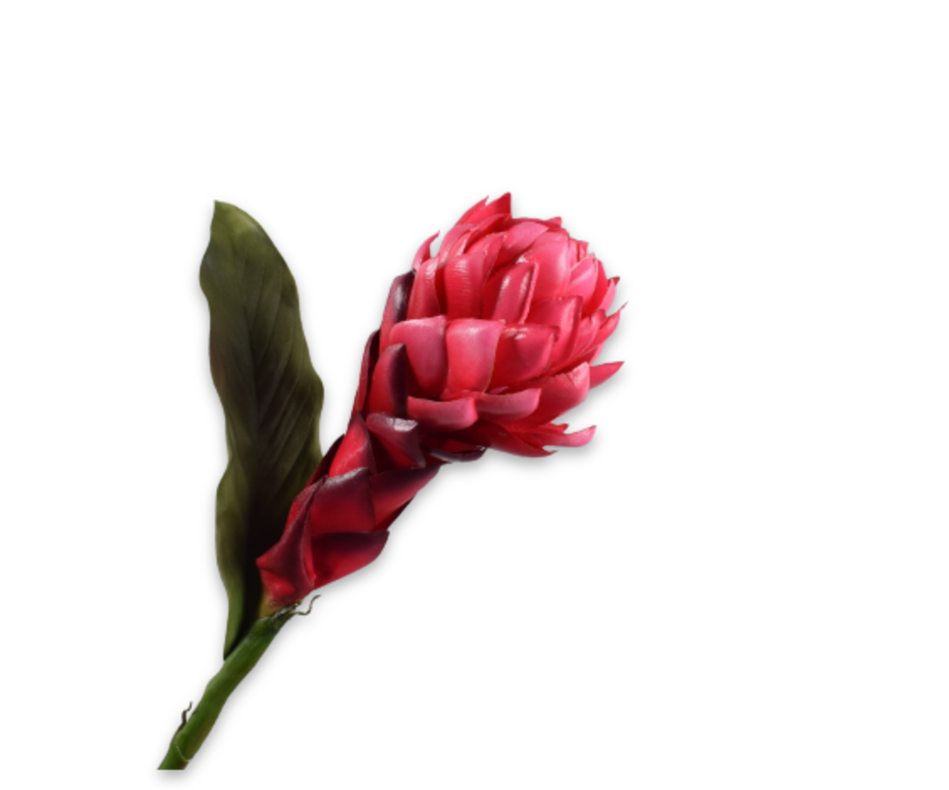 GINGER STEEL BEAUTY 97 cm