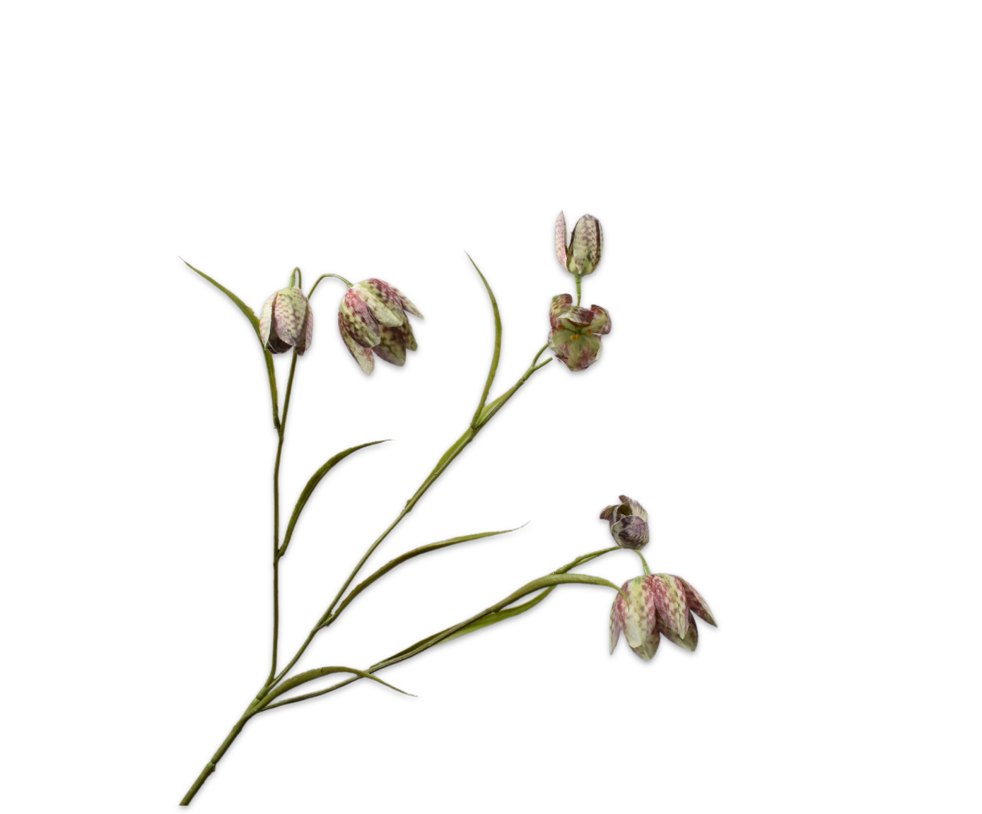 FRITILLARIA RAMIFIÉE VERT  64 CM