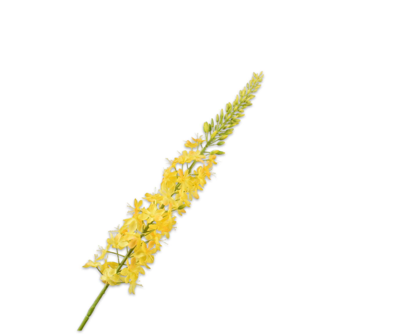 EREMURUS TALLO AMARILLO  107 CM