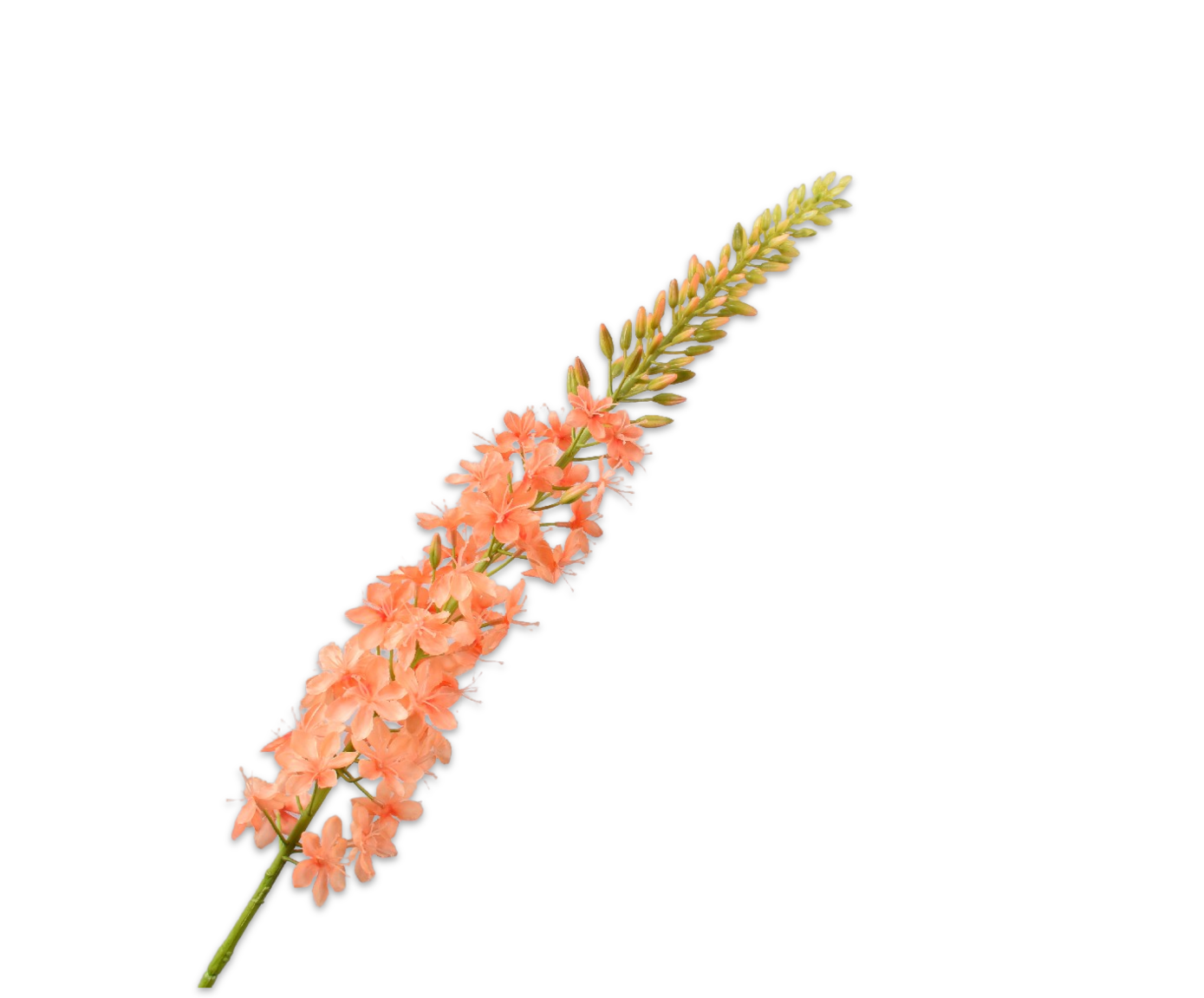 EREMURUS TALLO SALMON  107 CM