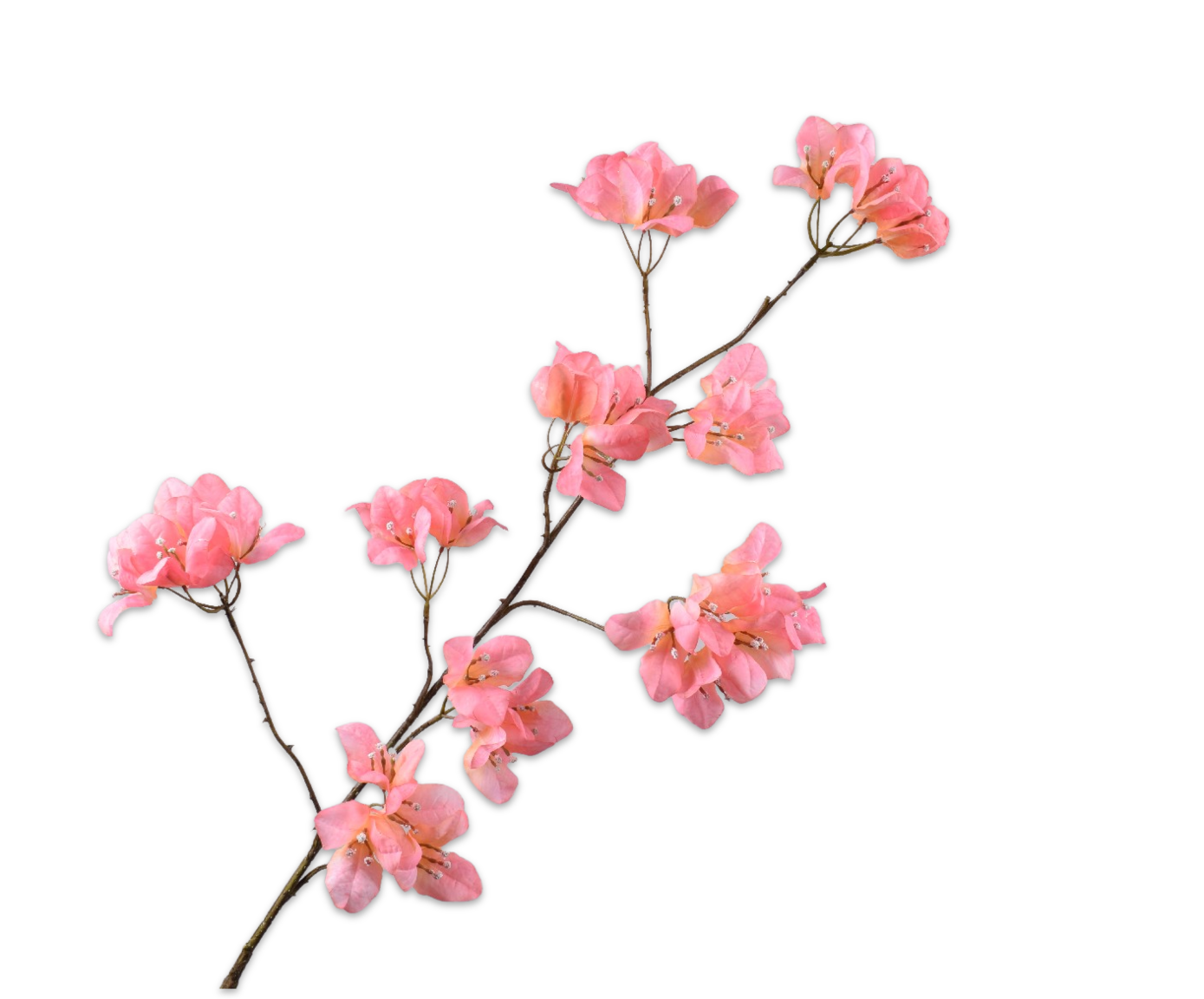 BOUGAINVILLEA&#x20;TAK&#x20;ZALM&#x20;120&#x20;cm