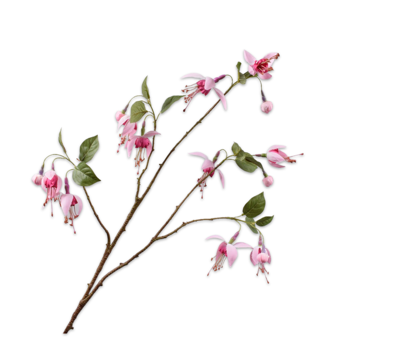 FUCHSIA TAK ROZE 78 cm