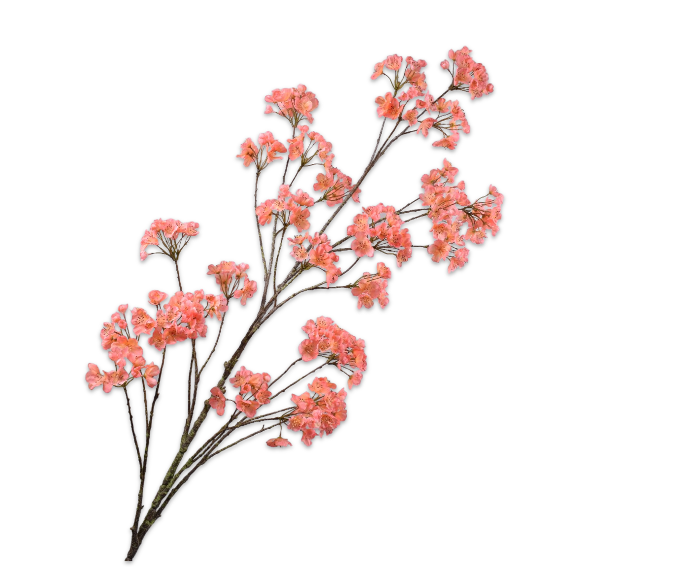 BLOESEM TAK PERZIK 184 cm