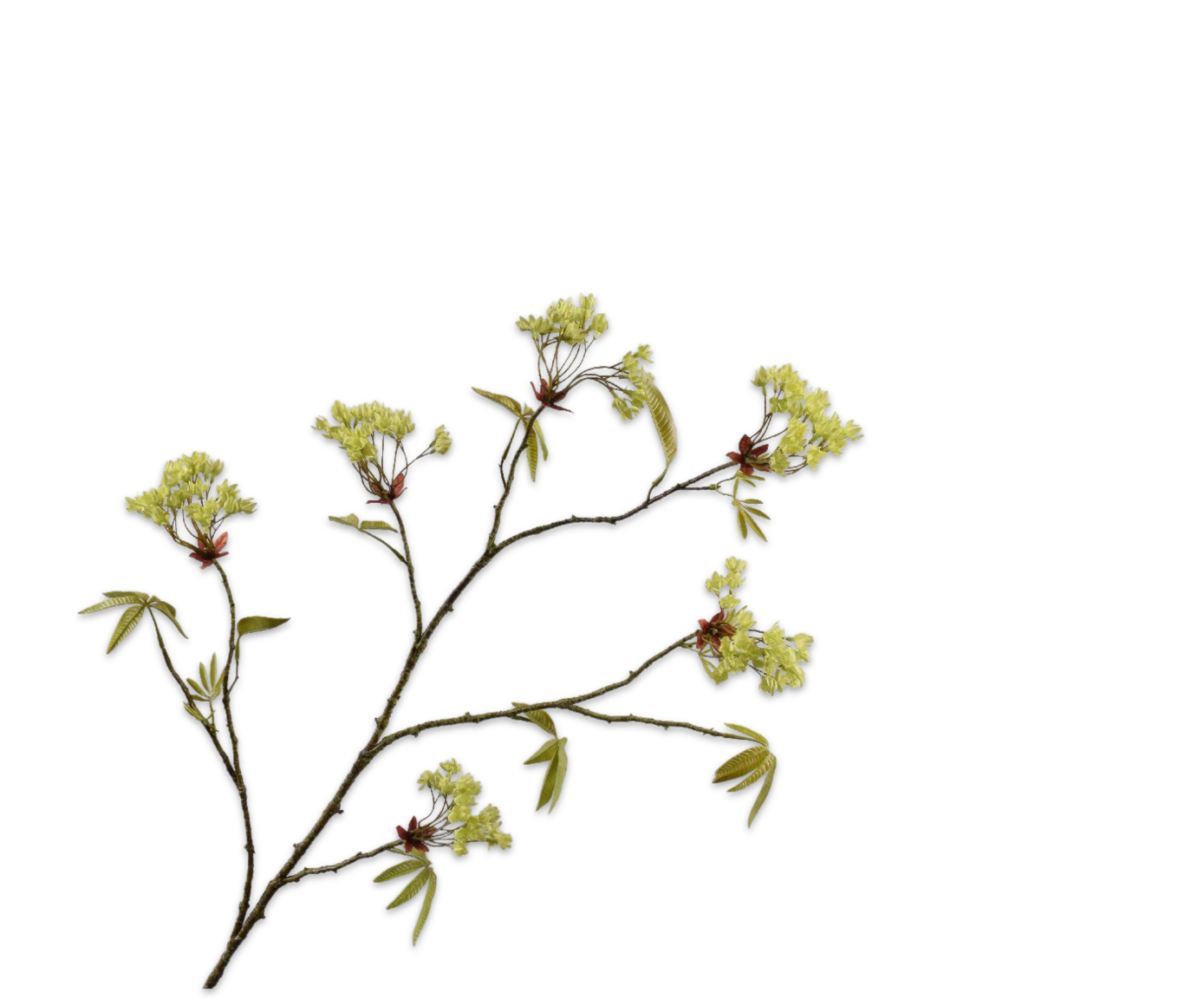 ACERO RAMO VERDE  110 CM