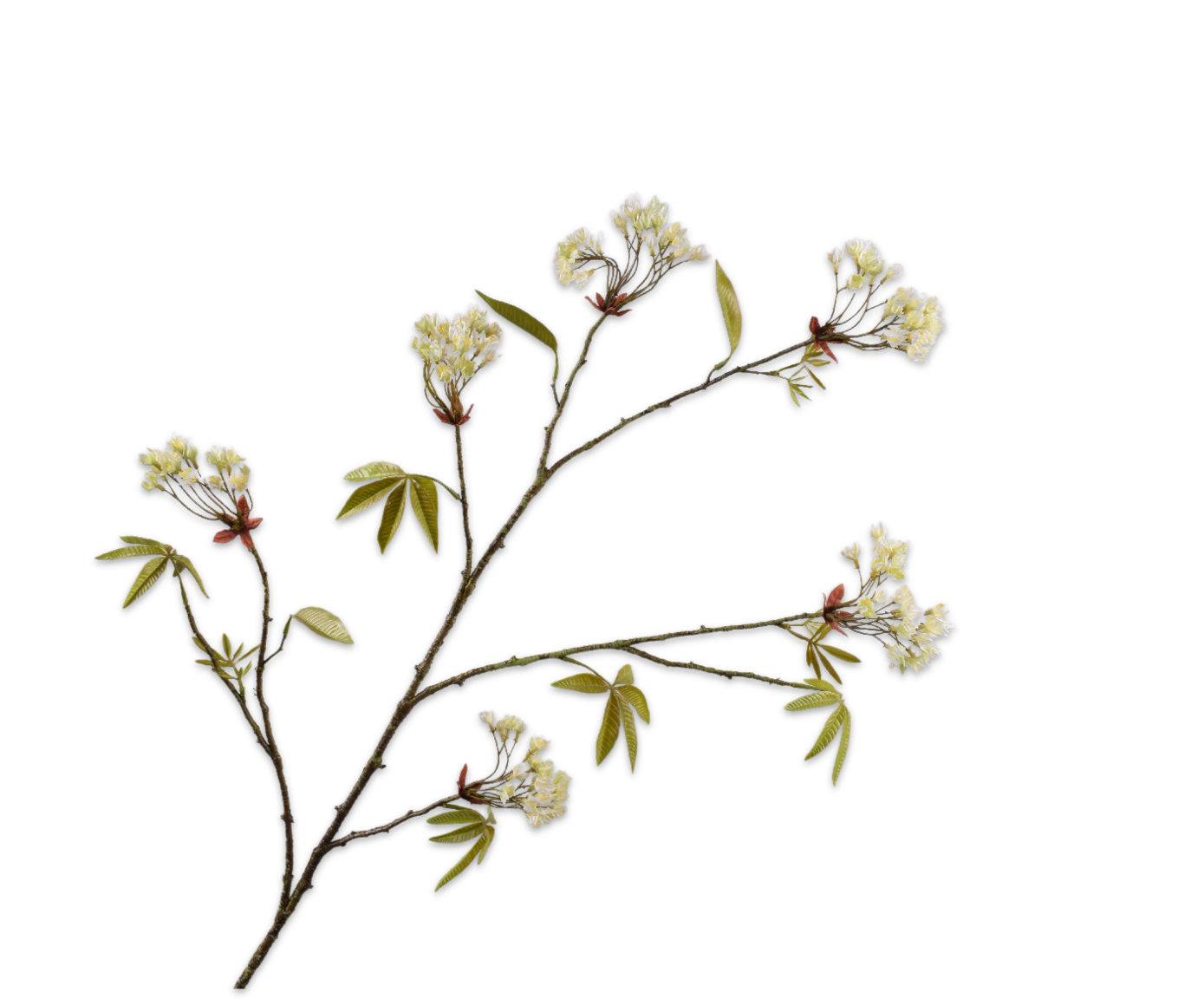 ACERO RAMO CREMA  110 CM