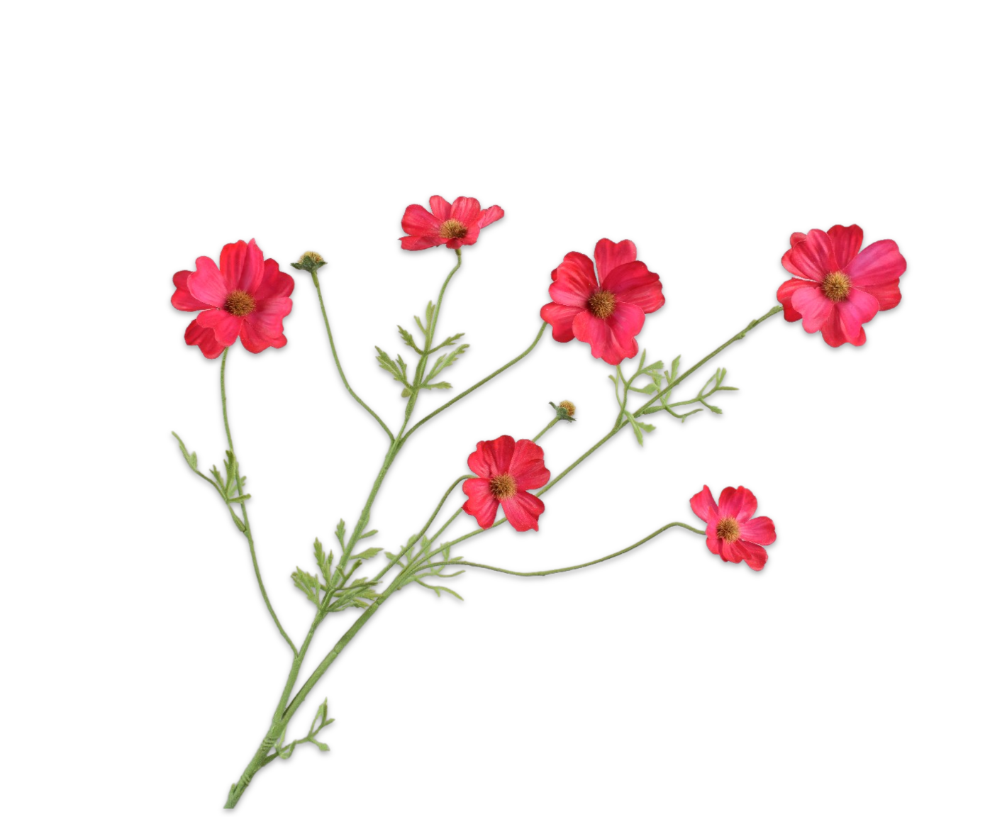 COSMOS&#x20;RAMA&#x20;BEAUTY&#x20;RT&#x20;&#x20;77&#x20;CM