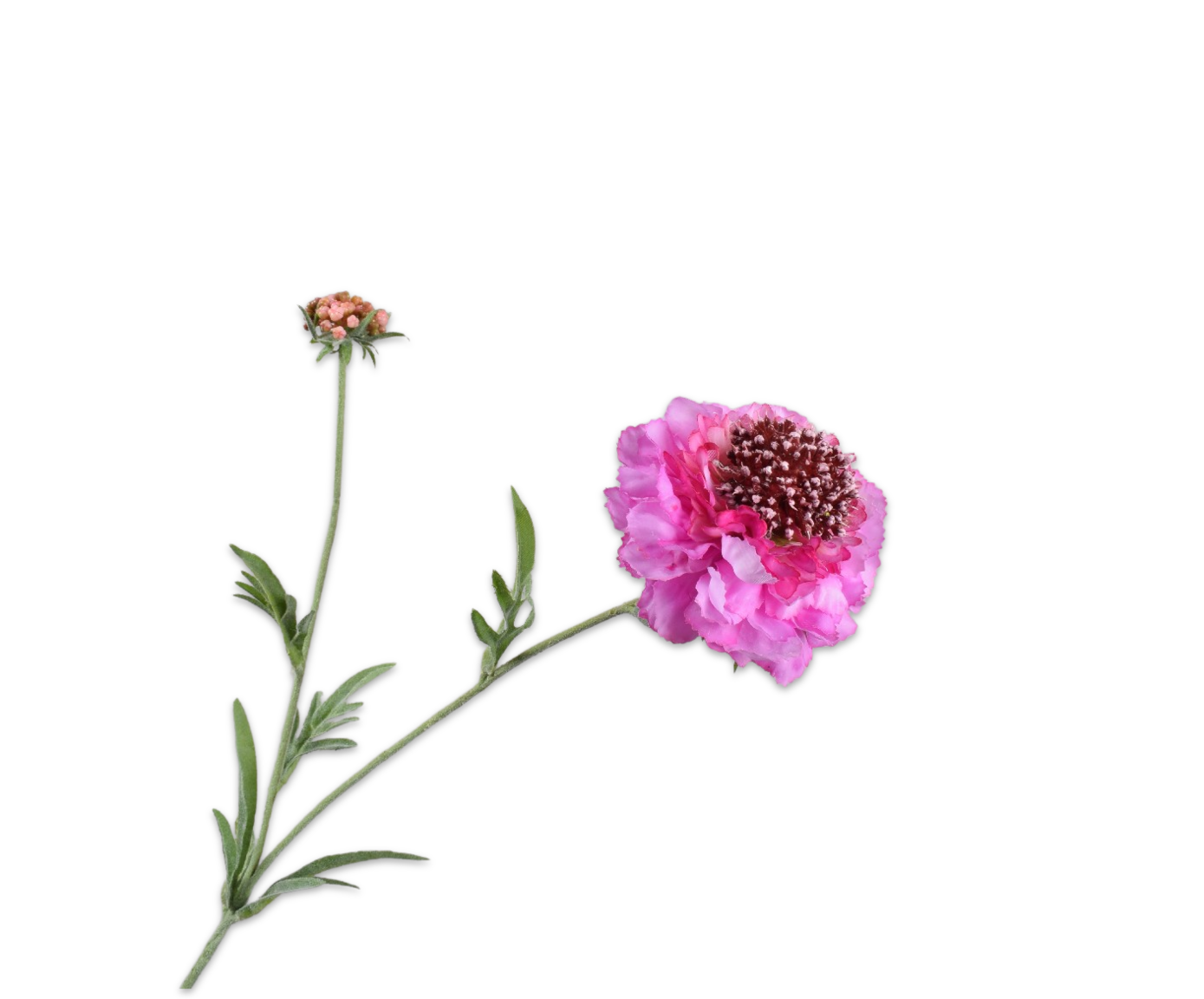 SCABIOSA SPRAY LILAC RT  71 CM