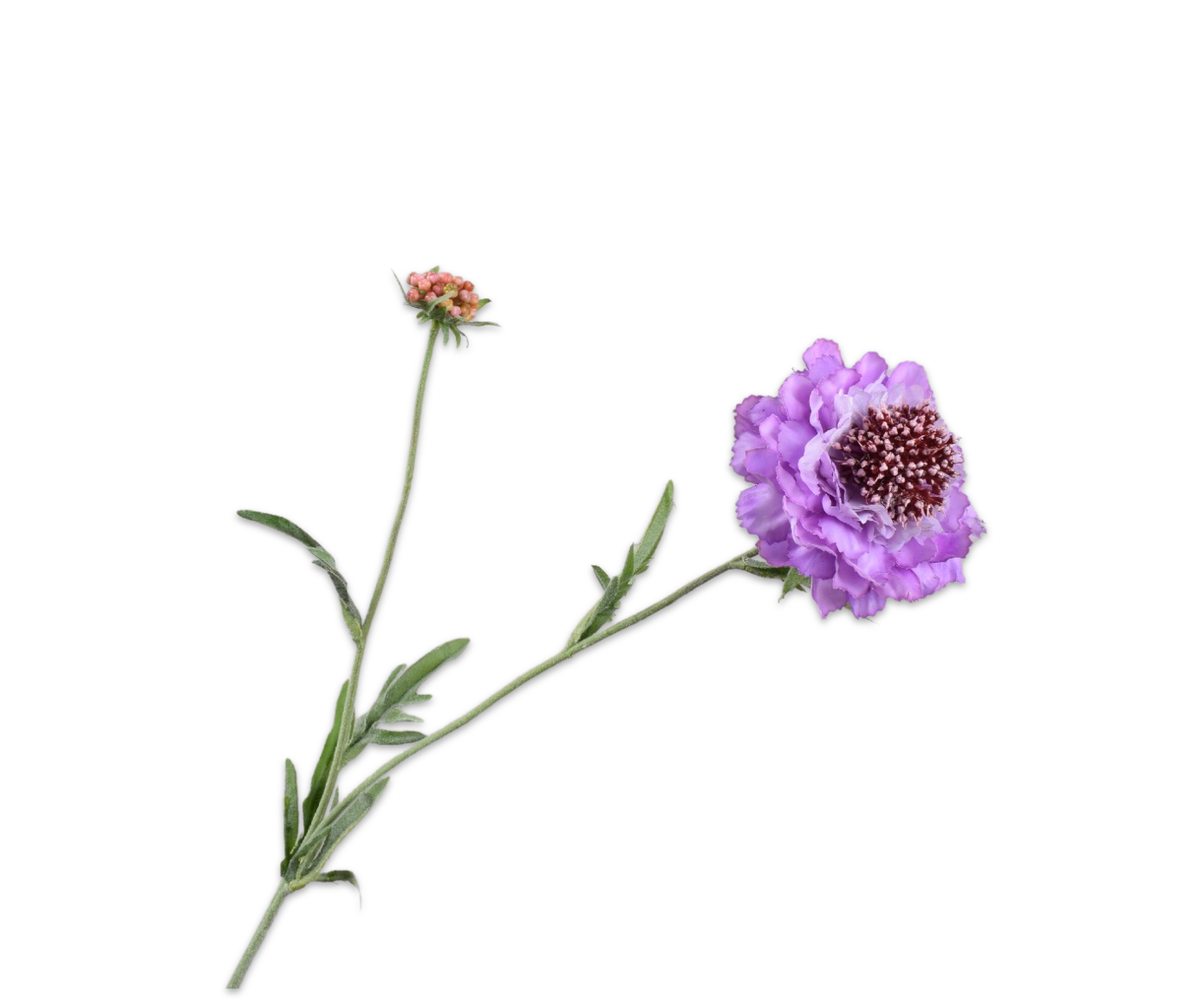 SCABIOSA SPRAY LAVEND RT  71 CM