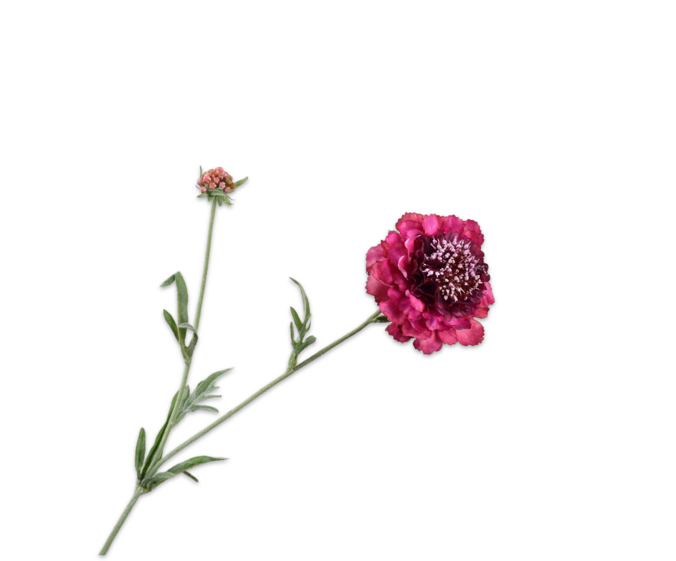 SCABIOSA SPRAY PRP LT RT  71 CM