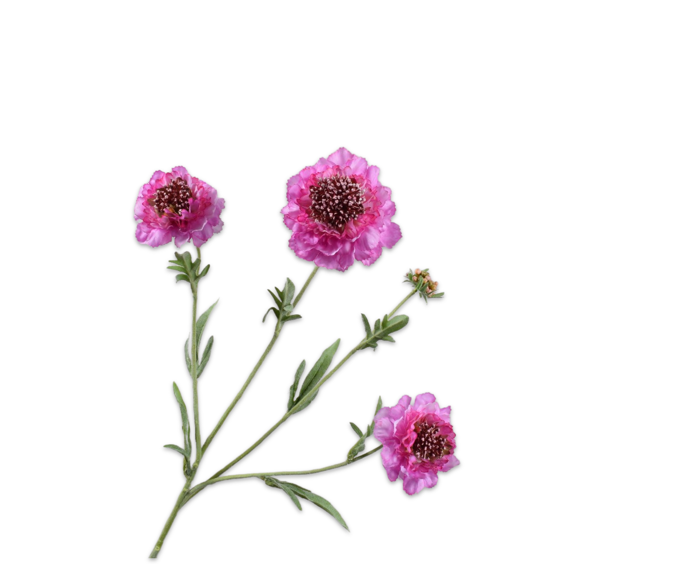 SCABIOSA SPRAY LILAC RT  80 CM