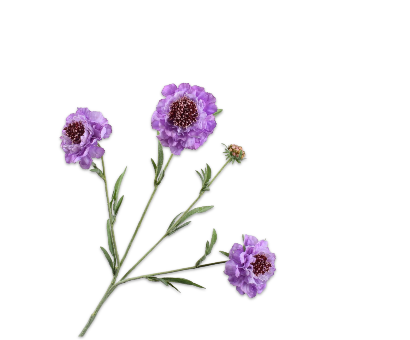 SCABIOSA SPRAY LAVEND RT  80 CM