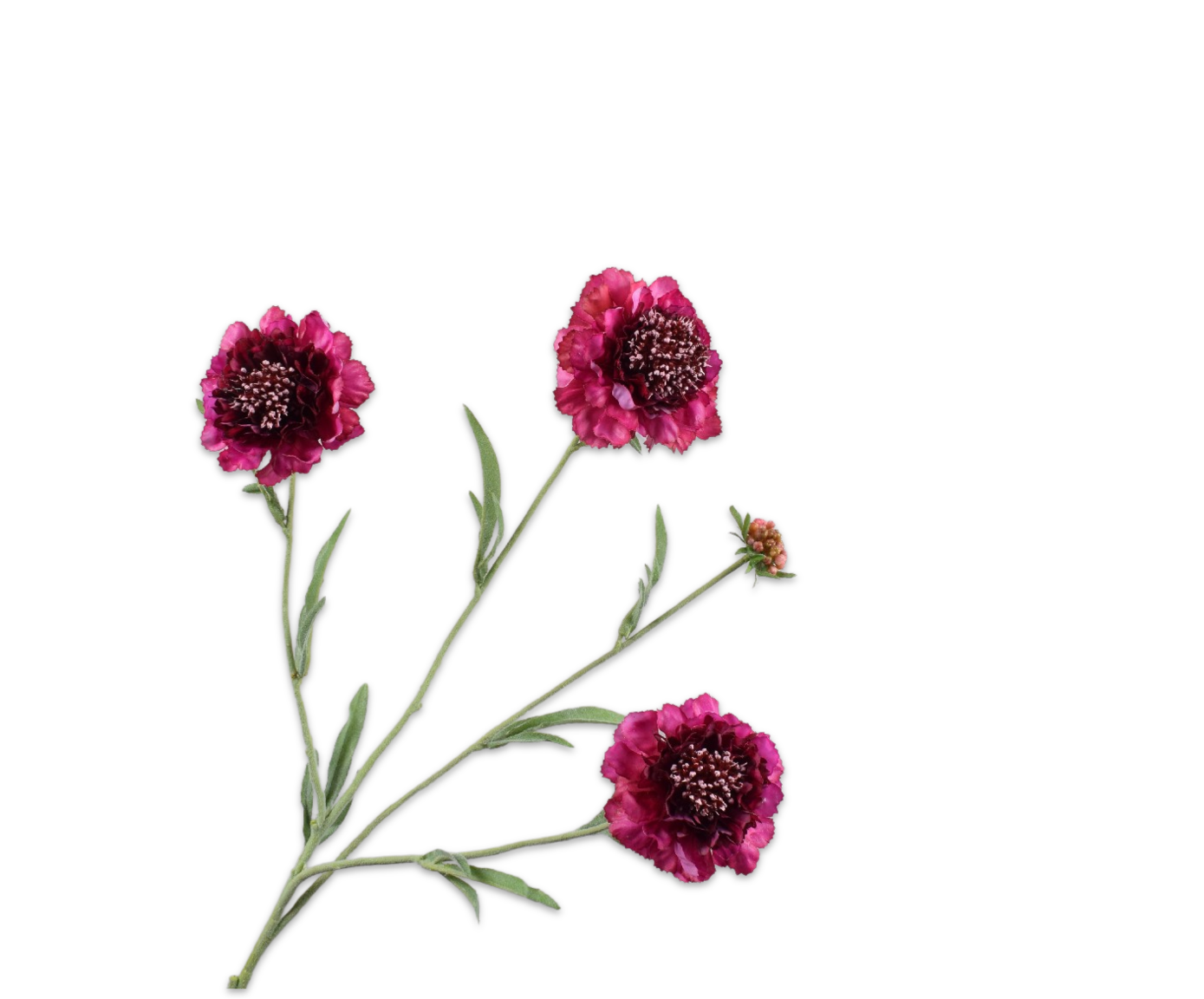 SCABIOSA SPRAY BEAUTY RT  80 CM
