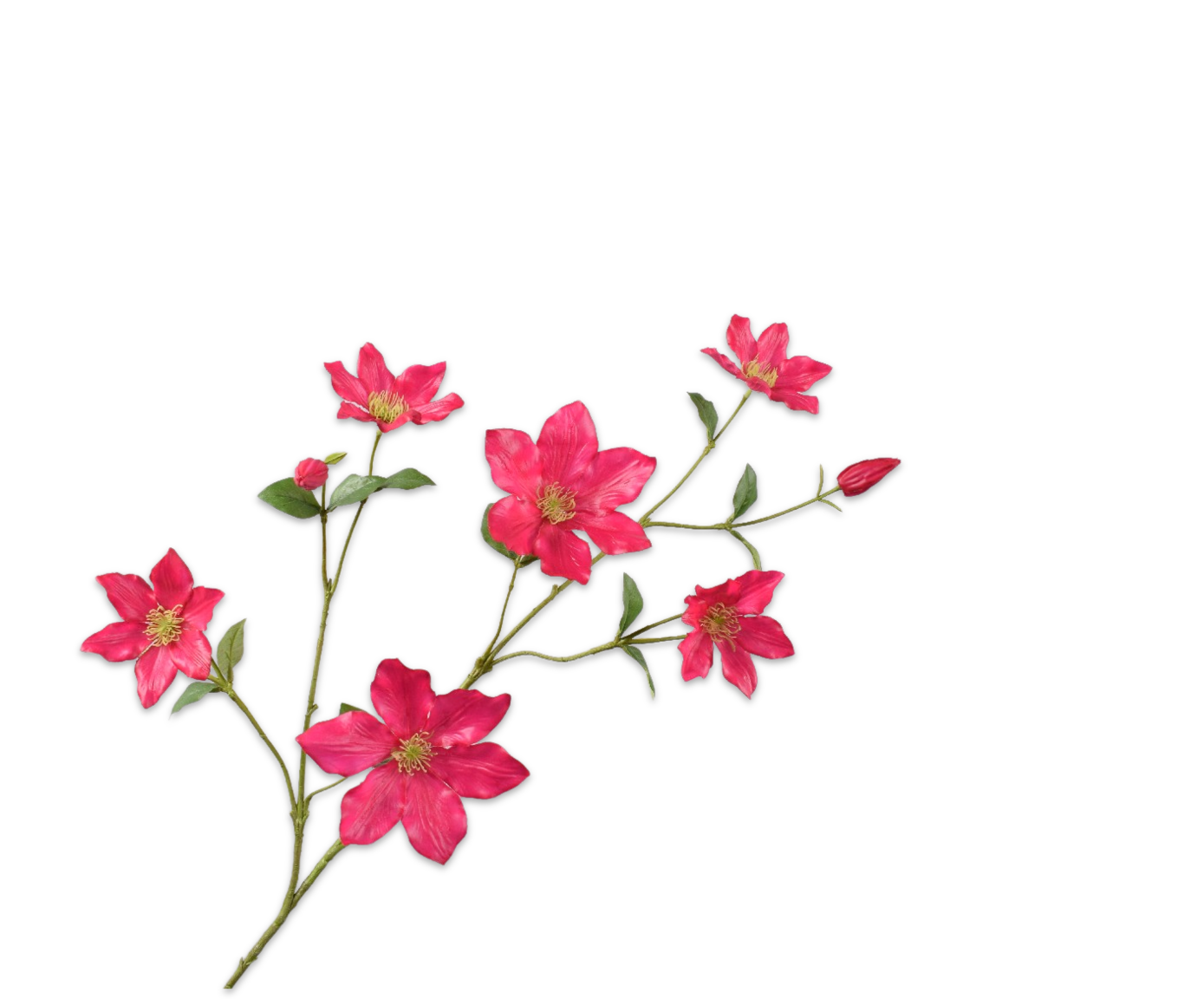 CLEMATIS TAK FUCHSIA RT 94 cm