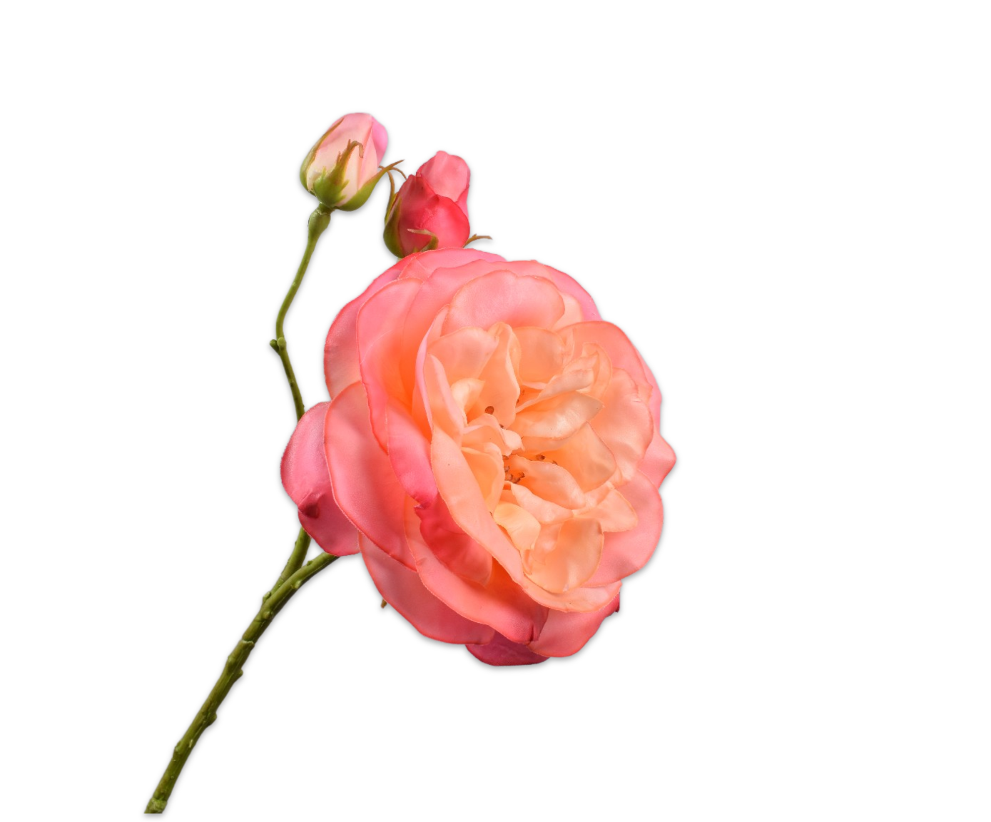 ROOS TAK ROZE LT RT 59 cm