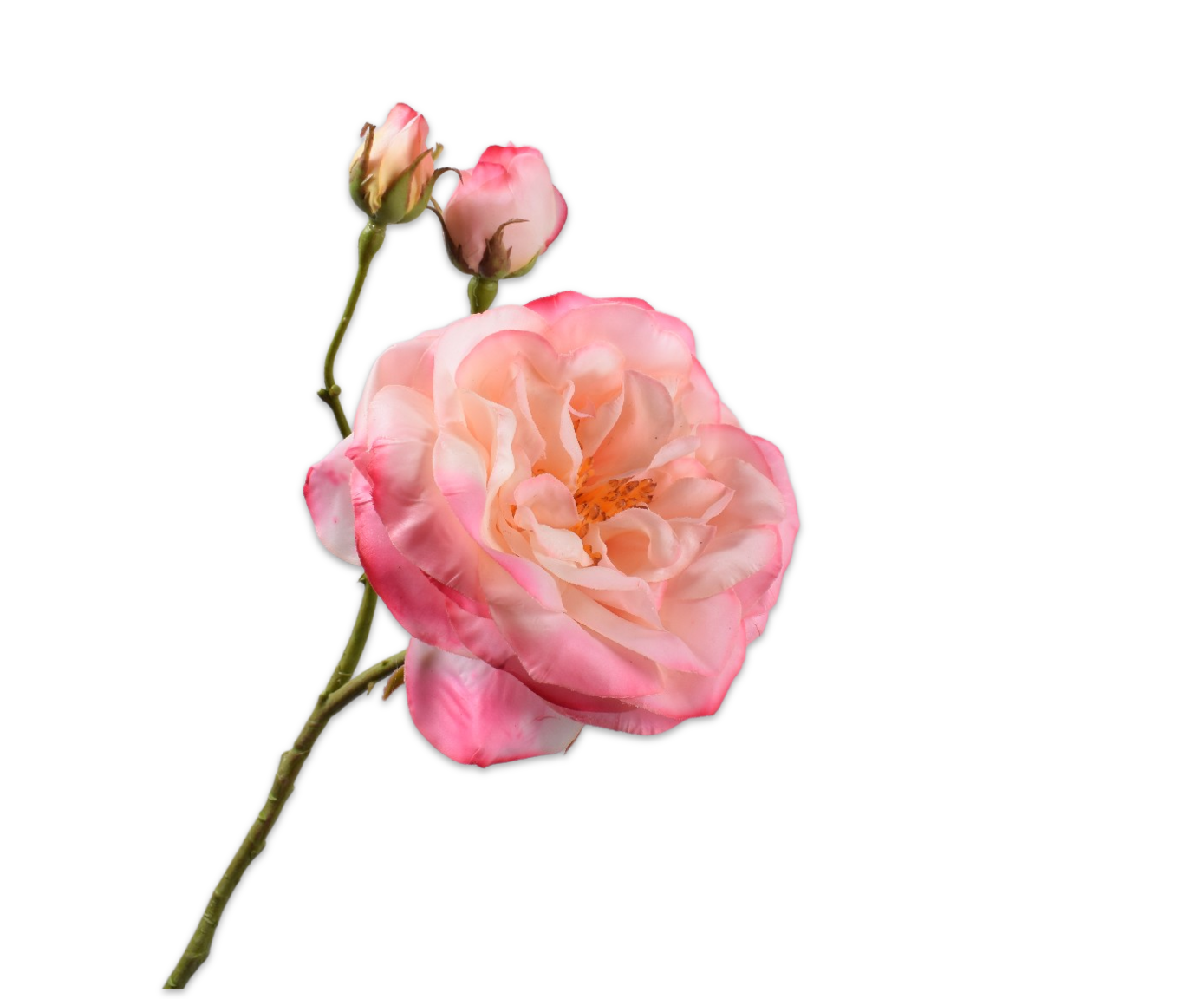 ROOS TAK ROZE RT 59 cm