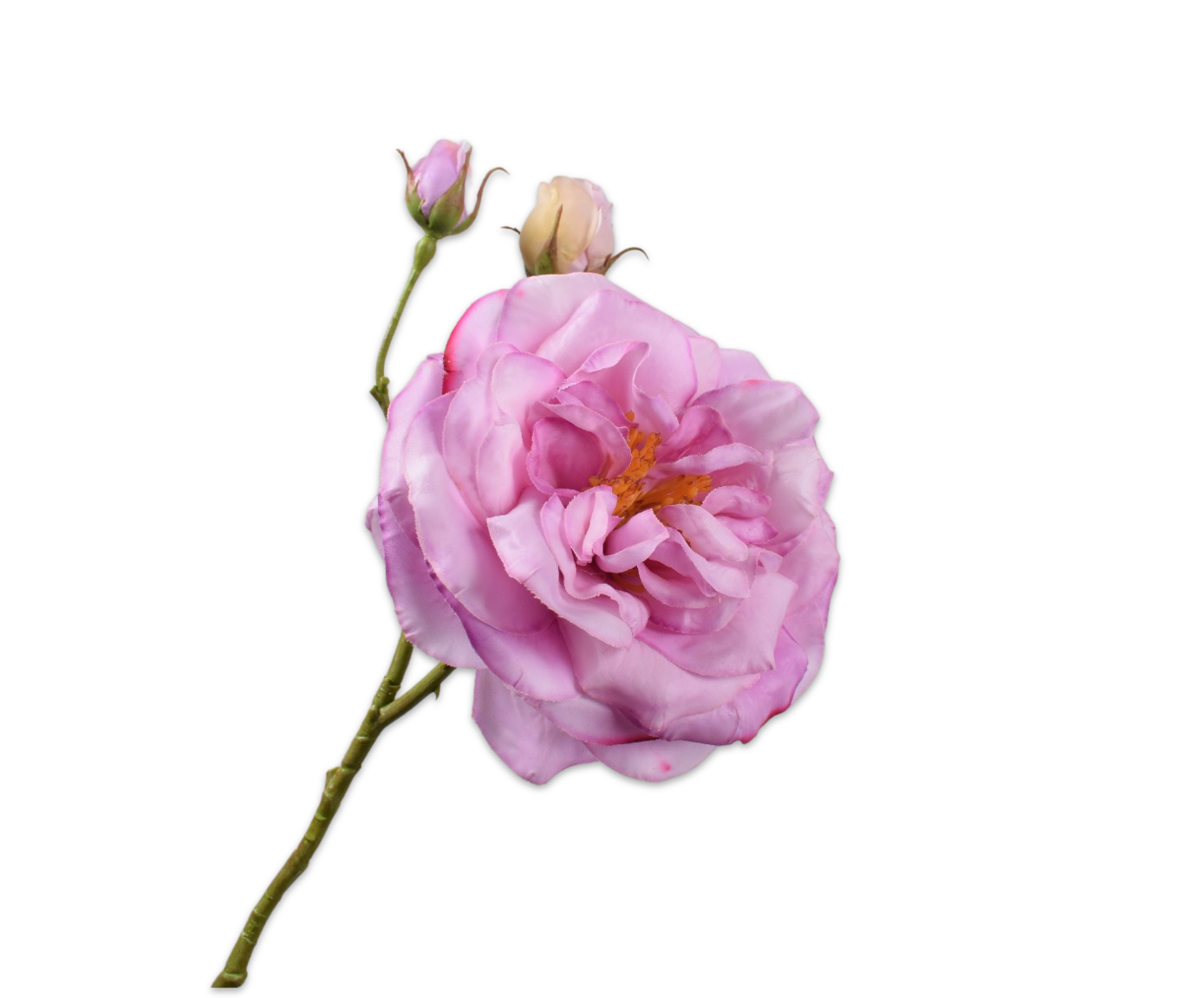 ROOS TAK LAVEND RT 59 cm