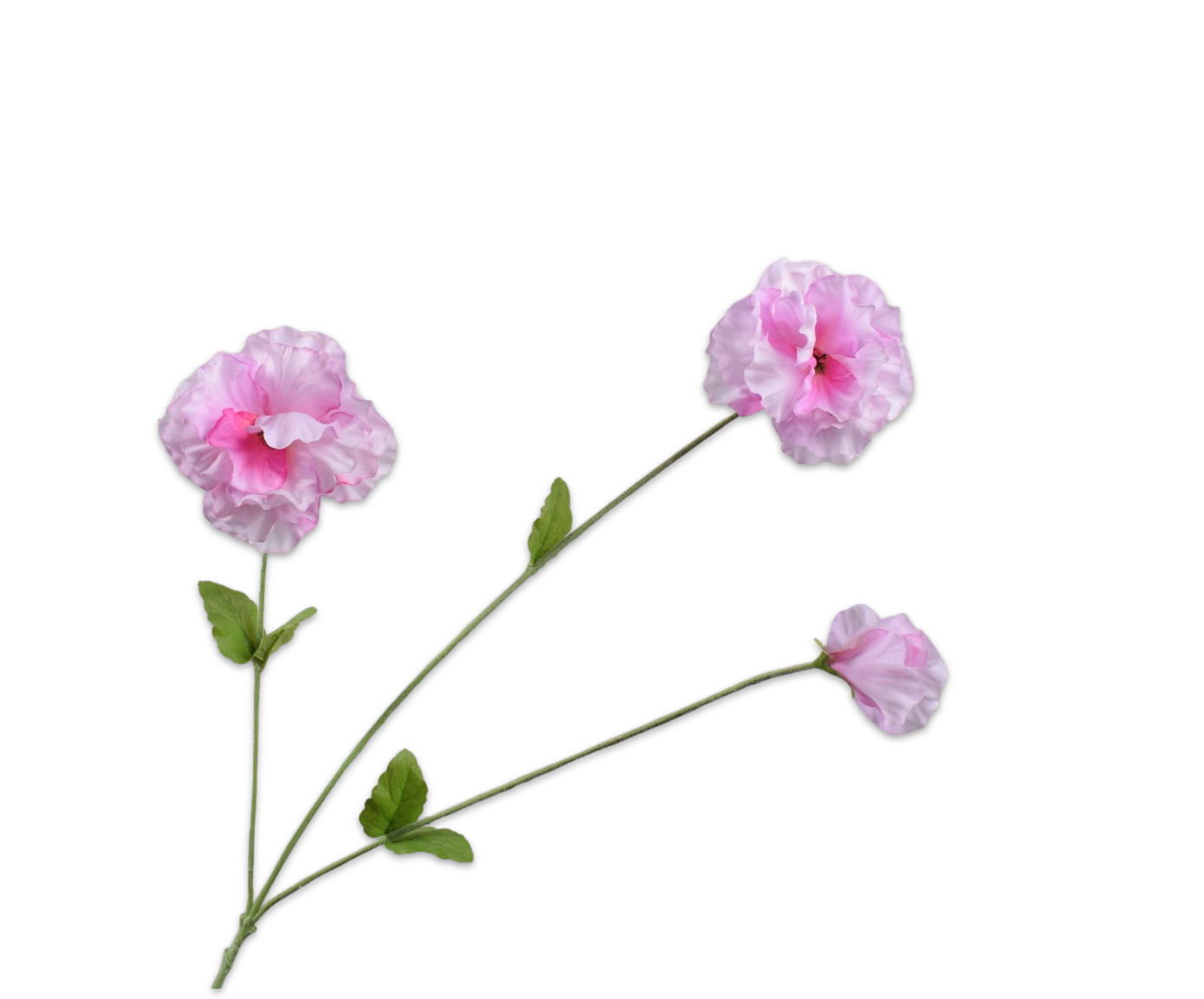 VIOOL TAK ROZ/BR RT 66 cm