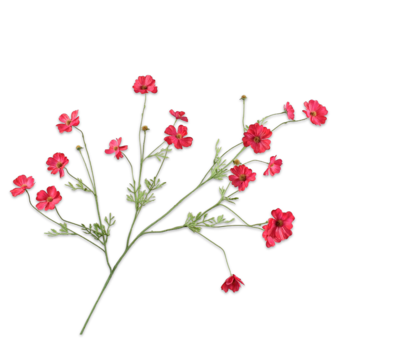 COSMOS SPRAY BEAUTY RT  104 CM