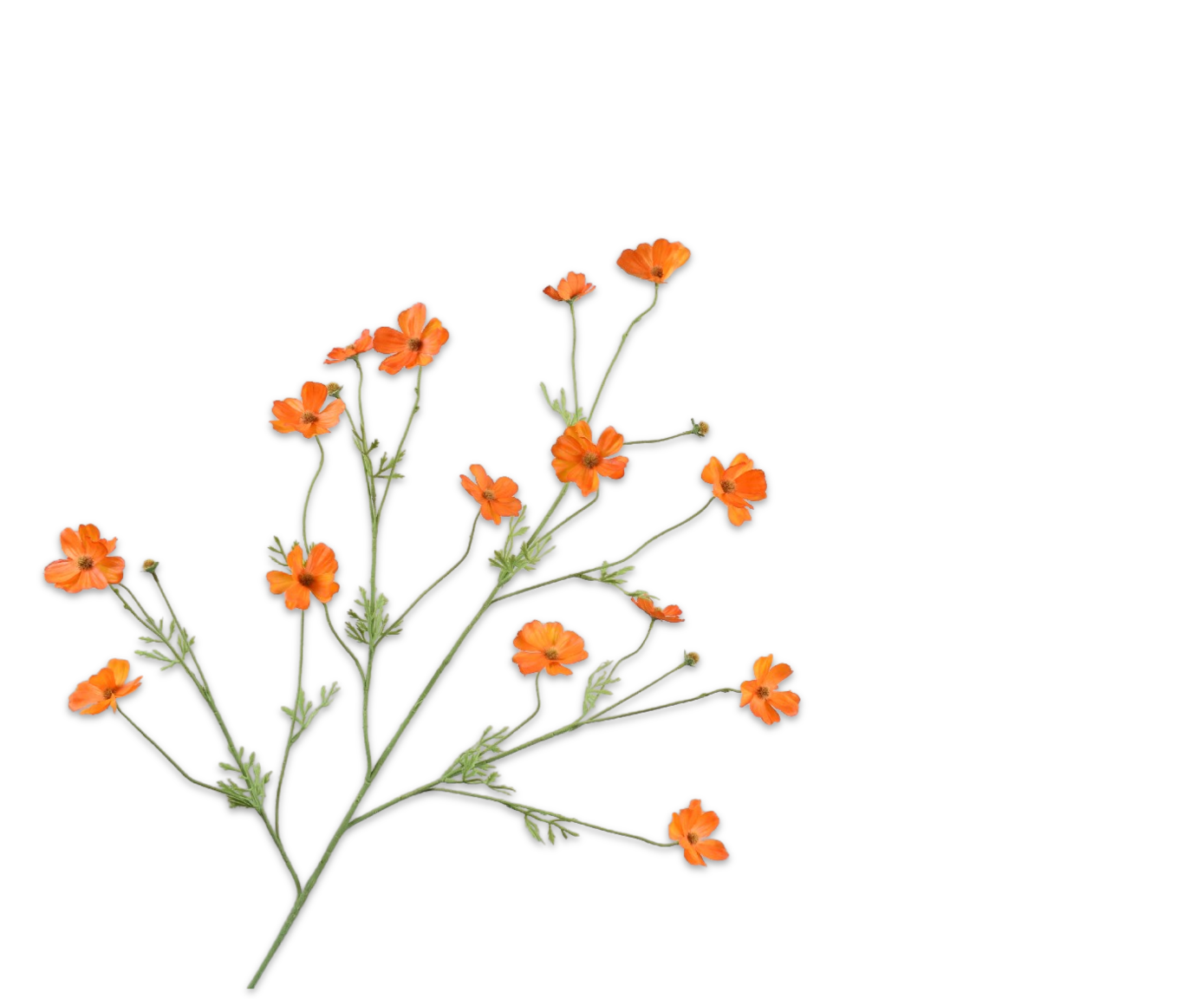 COSMOS SPRAY ORANGE RT  104 CM