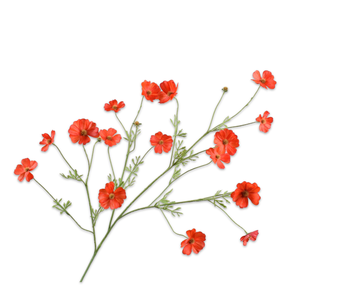 COSMOS SPRAY ORA/RD RT  104 CM