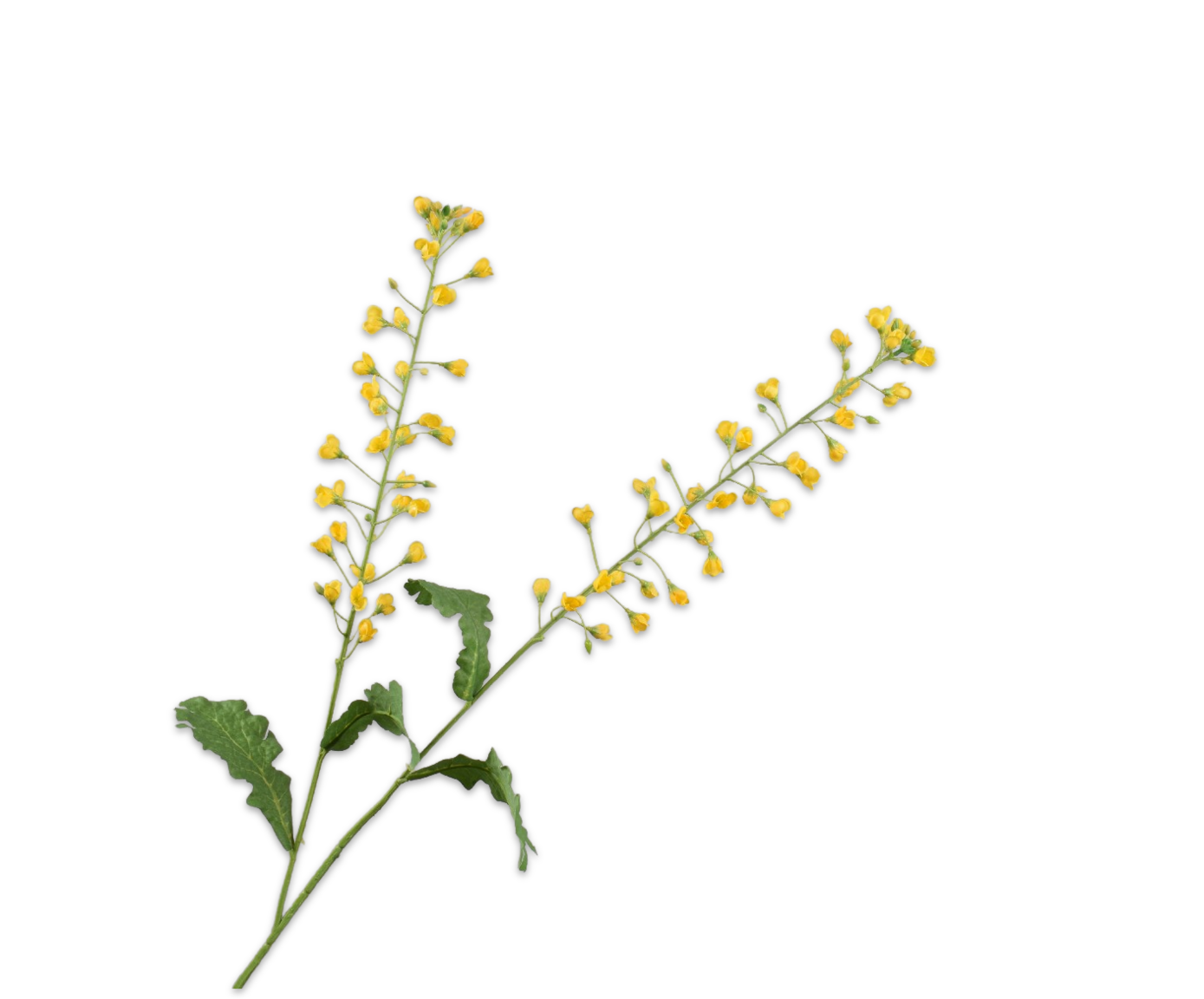 PRIMULA TAK GEEL 85 cm