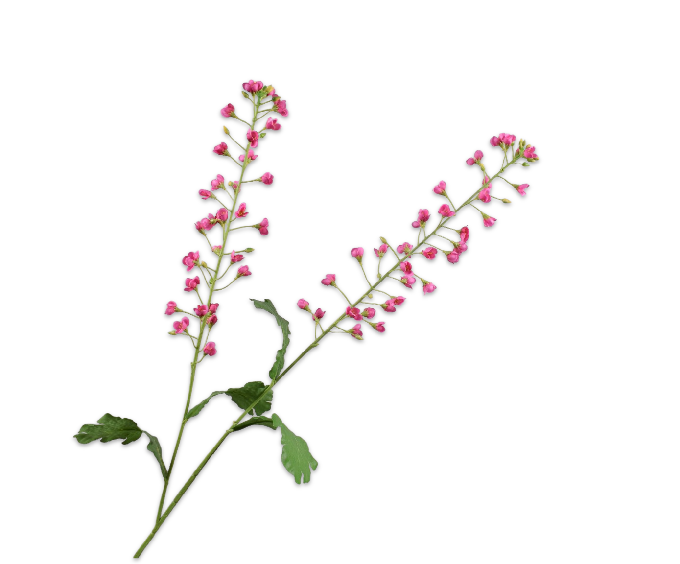 PRIMULA TAK BEAUTY 85 cm