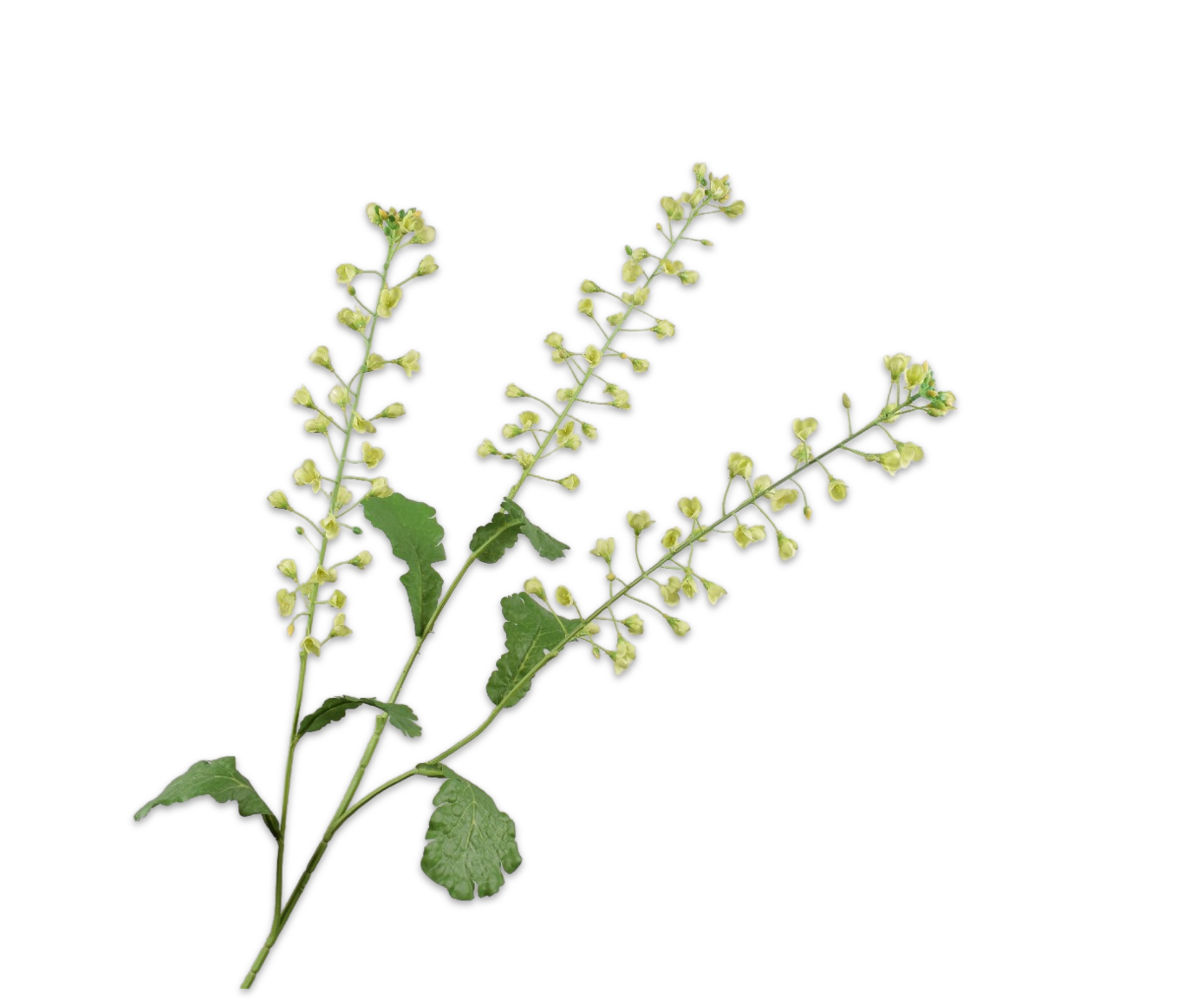 PRIMULA TAK GROEN 111 cm