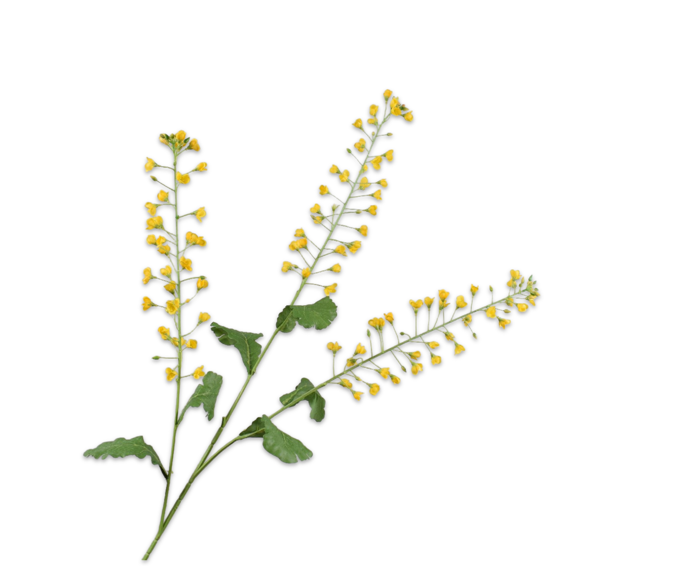 PRIMULA TAK GEEL 111 cm