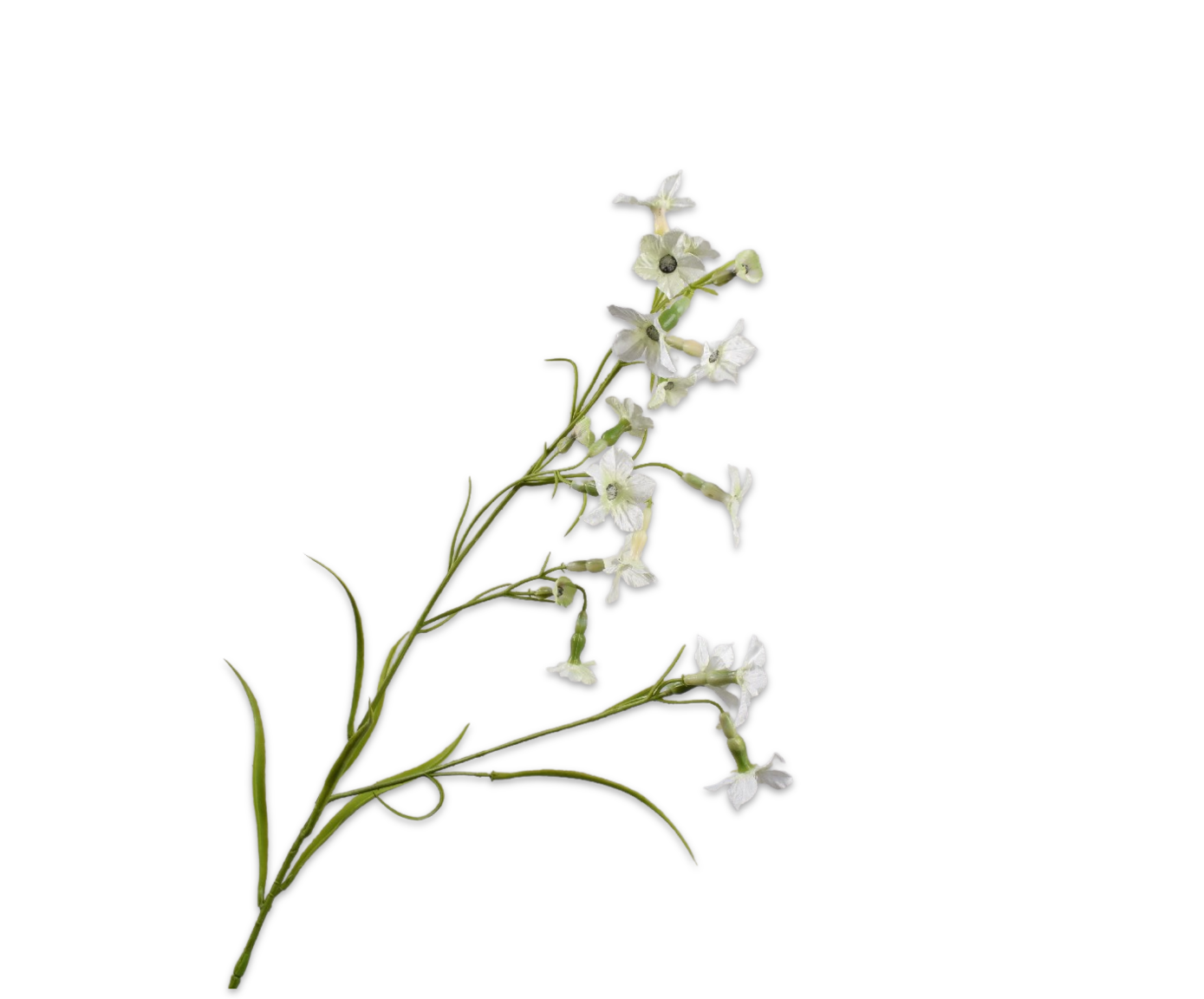 NICOTIANA SPRAY CREAM  78 CM