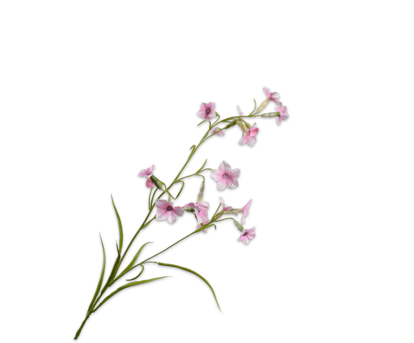 NICOTIANA SPRAY PINK  78 CM