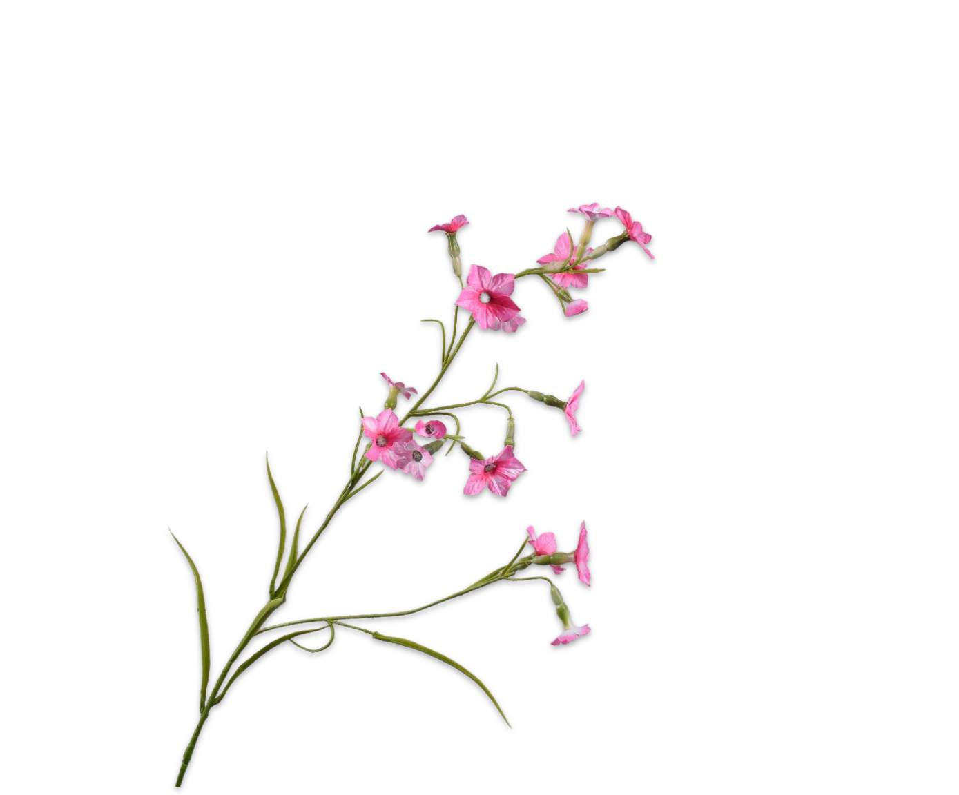 NICOTIANA SPRAY PINK LT  78 CM