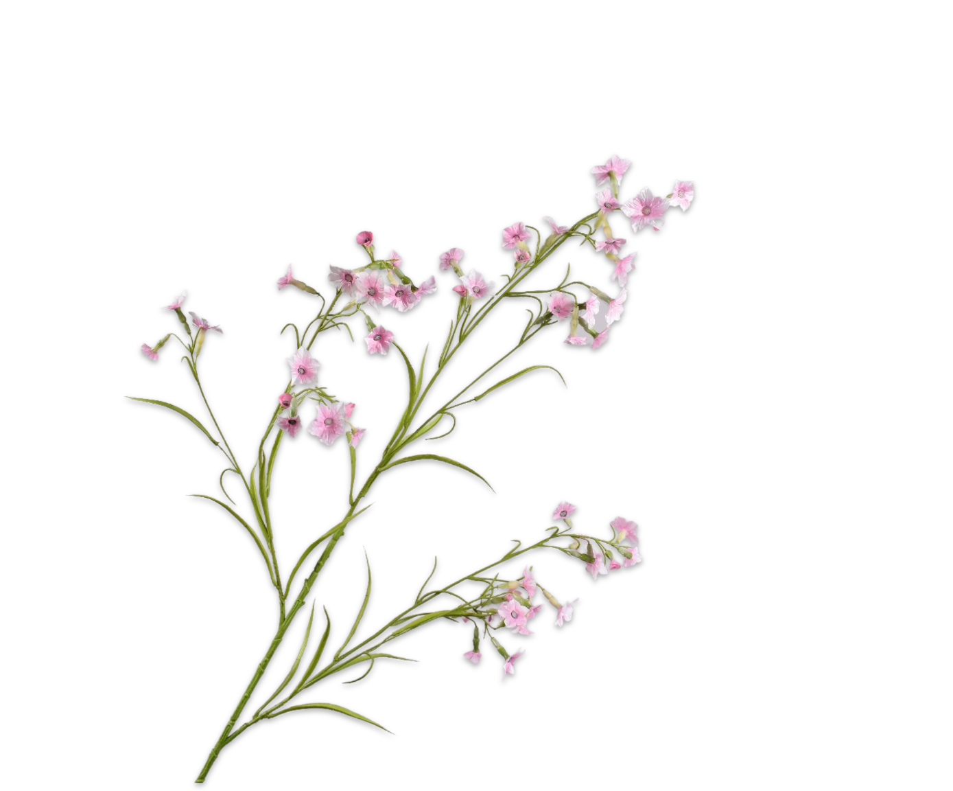 NICOTIANA SPRAY PINK  117 CM