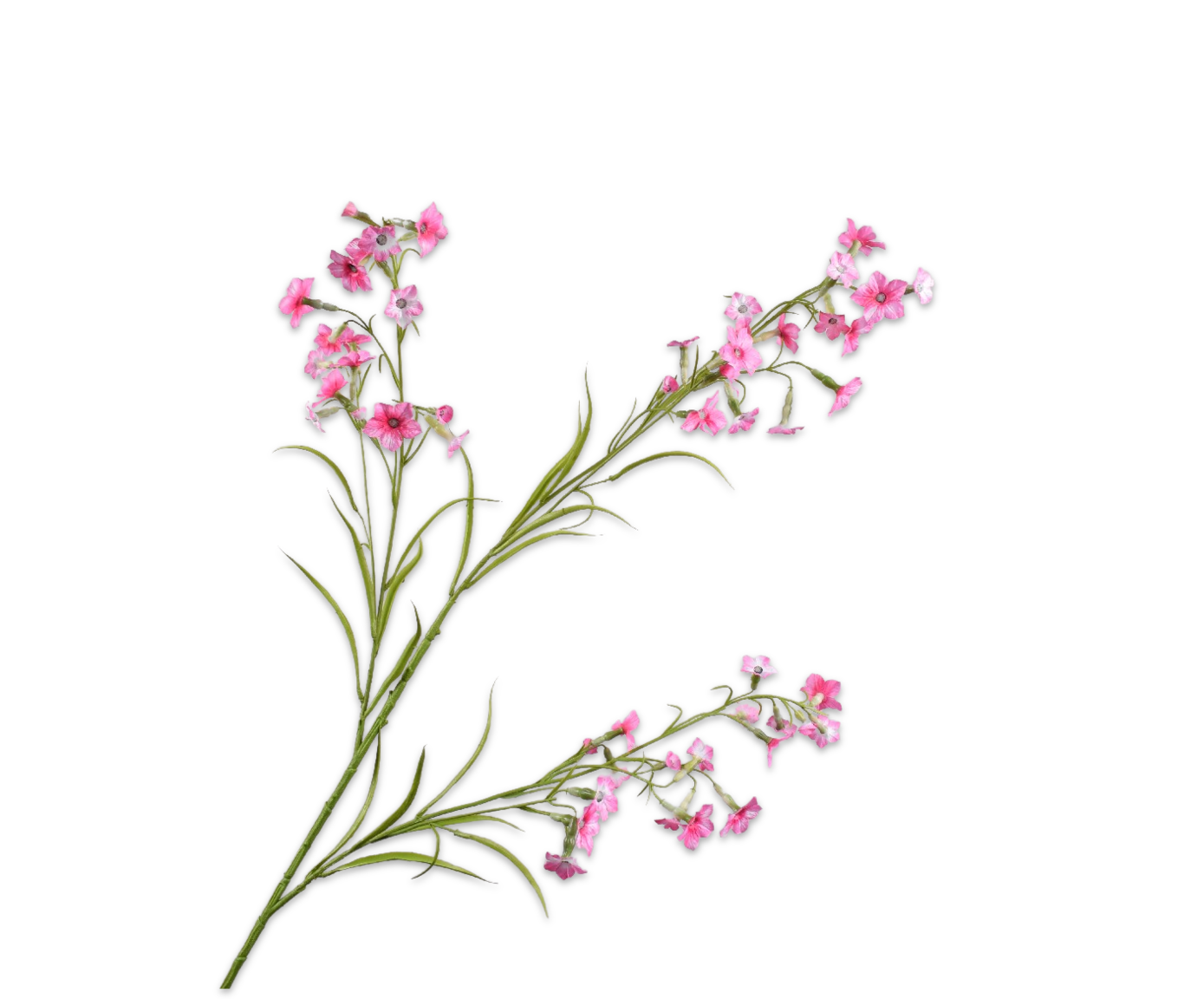 NICOTIANA SPRAY PINK DK  117 CM